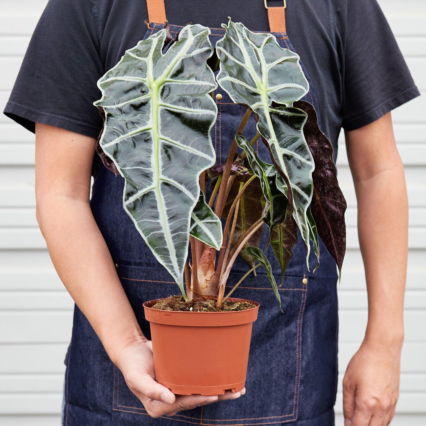 Alocasia Polly 'African Mask' - House Plant Shop