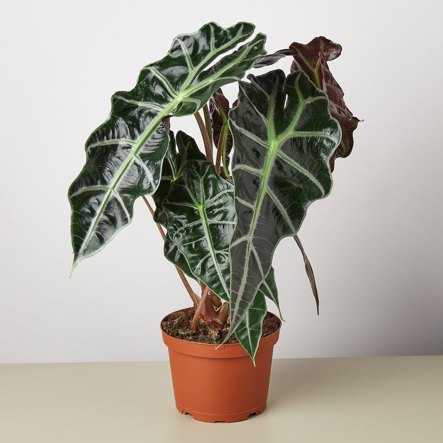 Alocasia Polly 'African Mask' - House Plant Shop