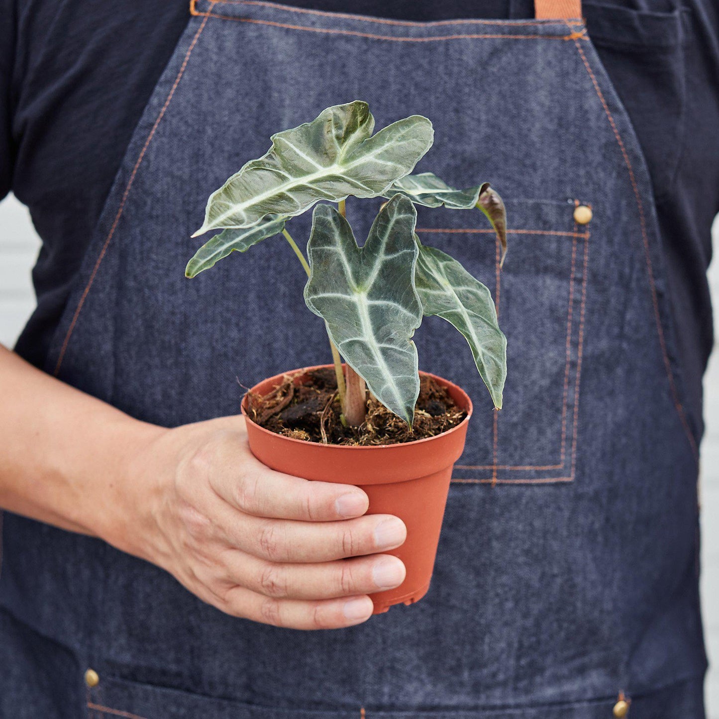 Alocasia Polly 'African Mask' - House Plant Shop