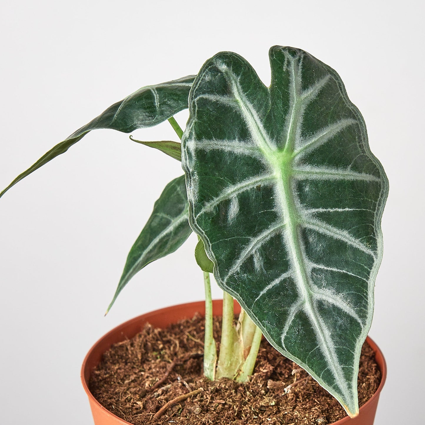 Alocasia Amazonica 'Bambino' - 4" Pot - House Plant Shop