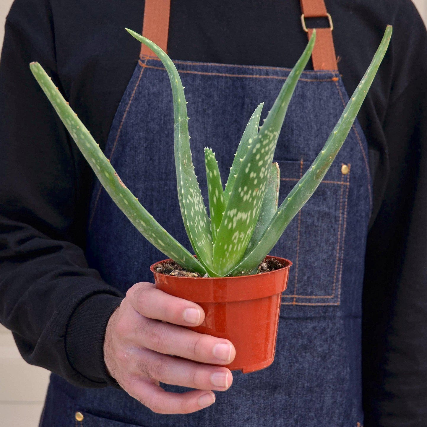 Aloe Vera - House Plant Shop