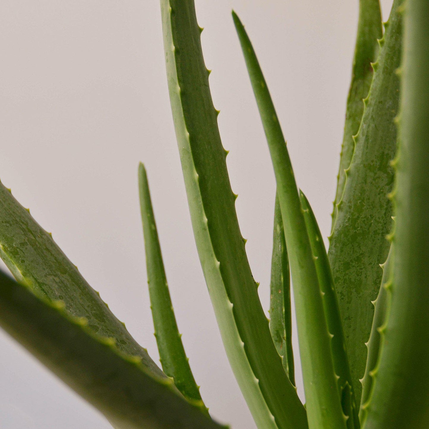 Aloe Vera - House Plant Shop