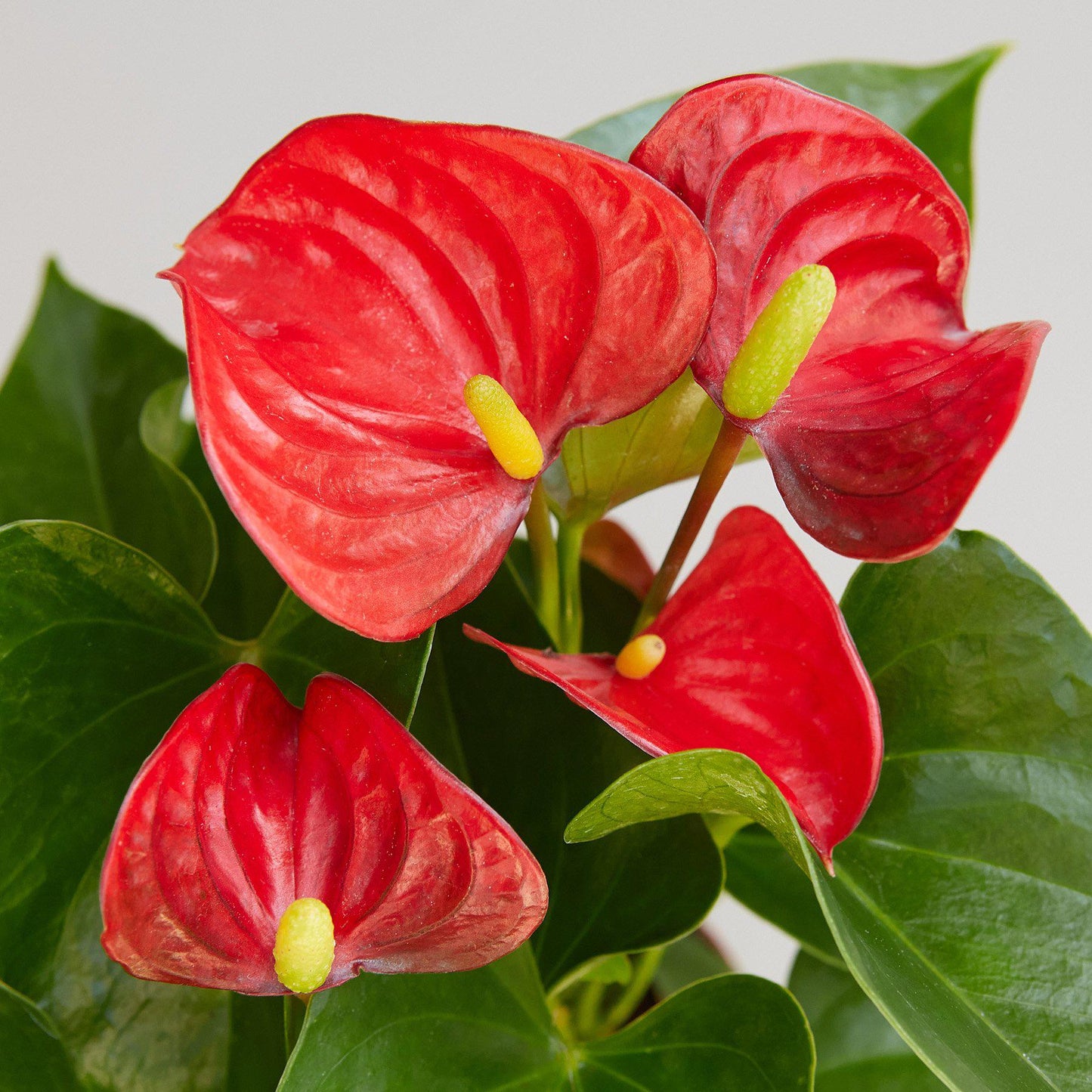 Anthurium 'Red' - House Plant Shop