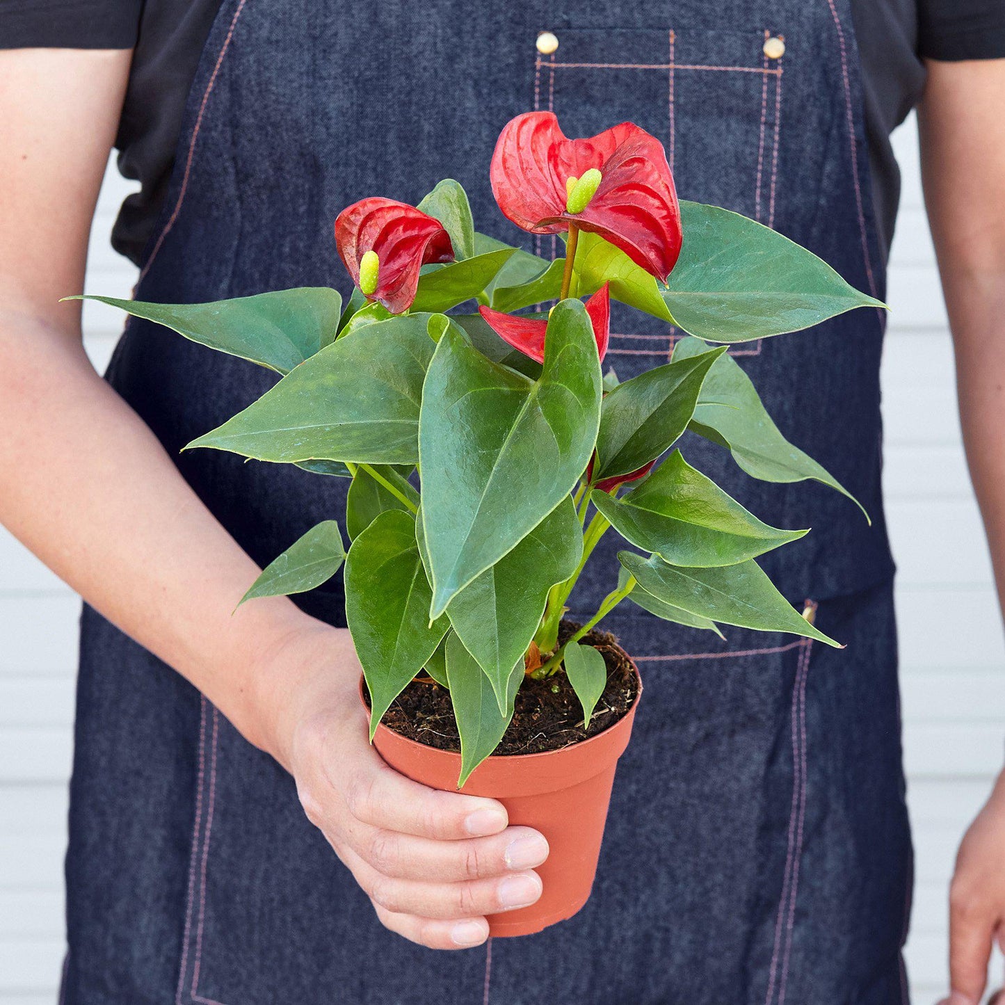Anthurium 'Red' - House Plant Shop