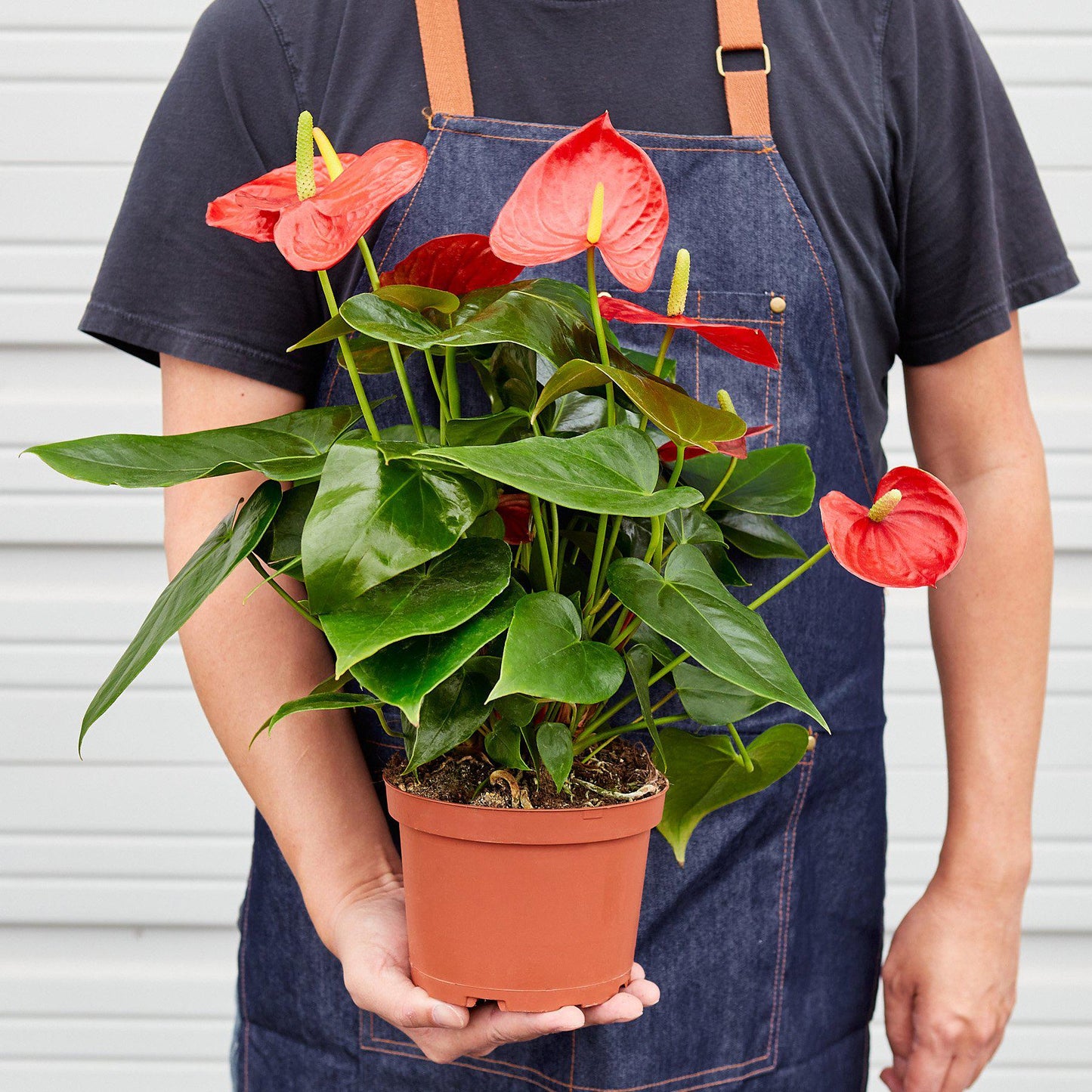 Anthurium 'Red' - House Plant Shop