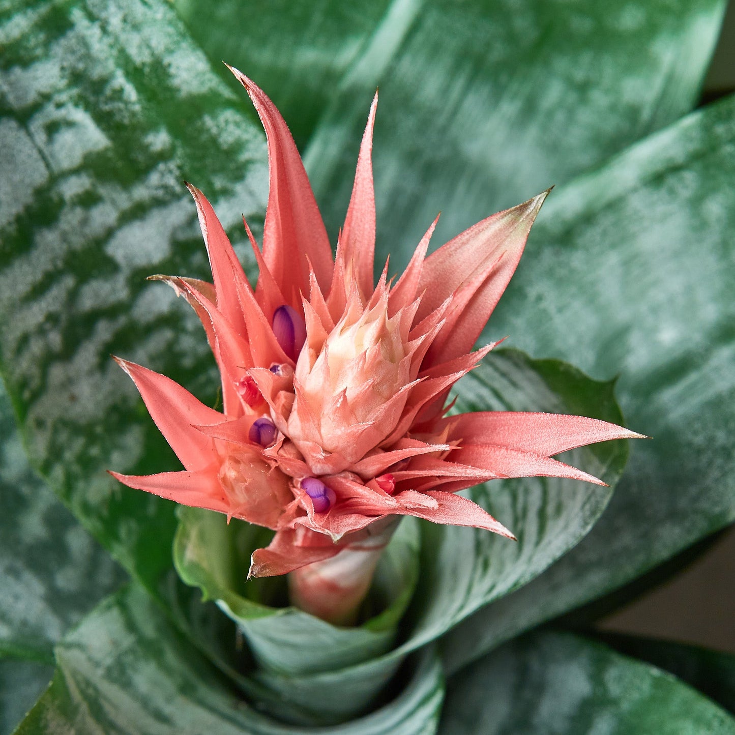 Bromeliad 'Silver Vase' - House Plant Shop
