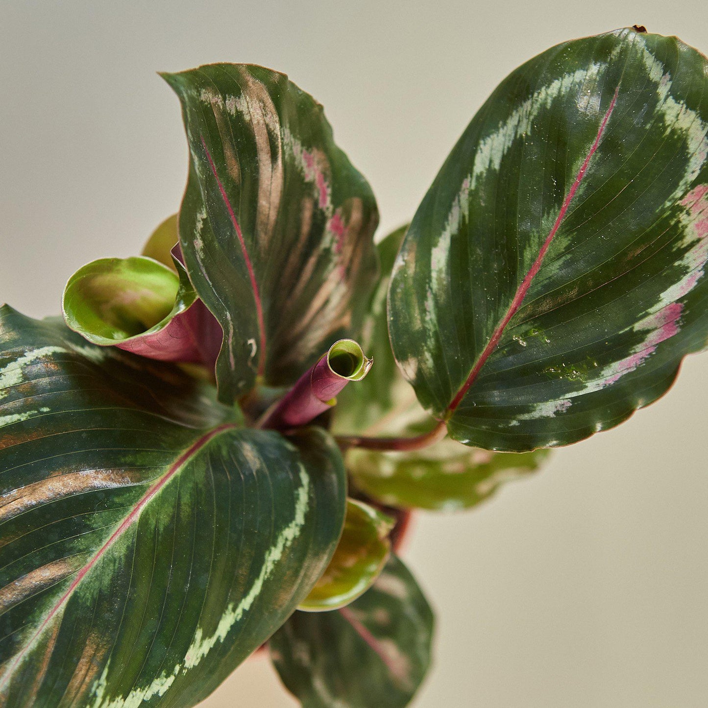 Calathea Roseopicta 'Medallion' - House Plant Shop