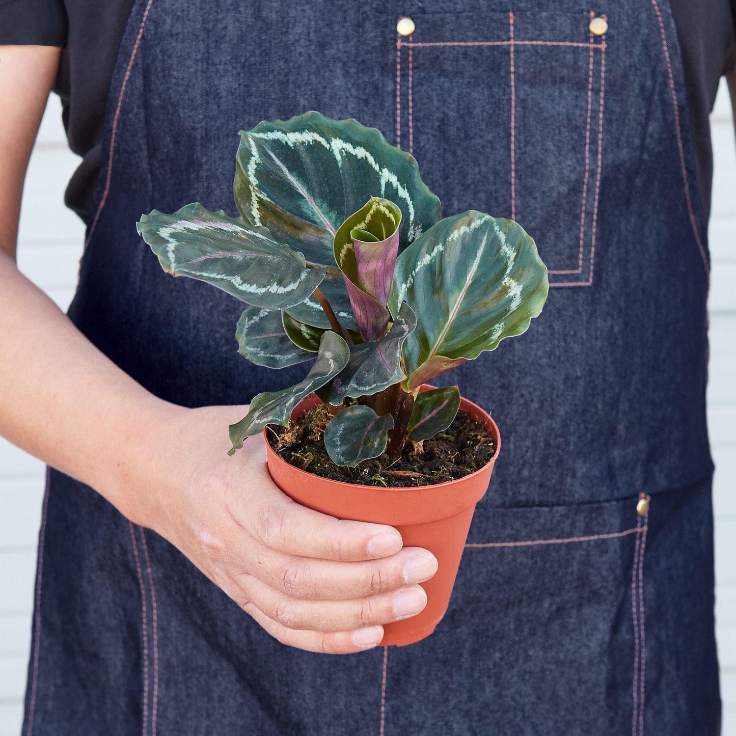 Calathea Roseopicta 'Medallion' - House Plant Shop
