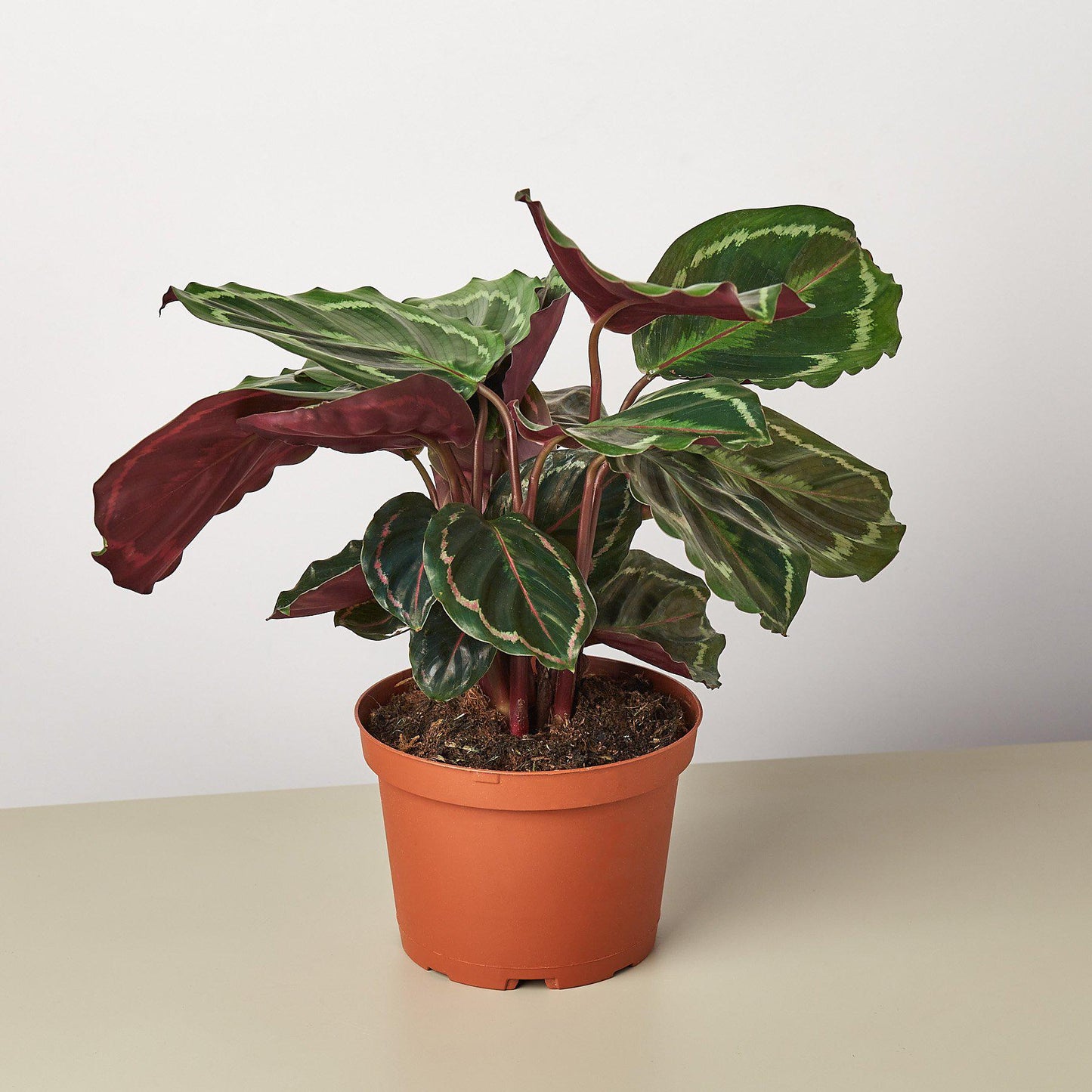Calathea Roseopicta 'Medallion' - House Plant Shop
