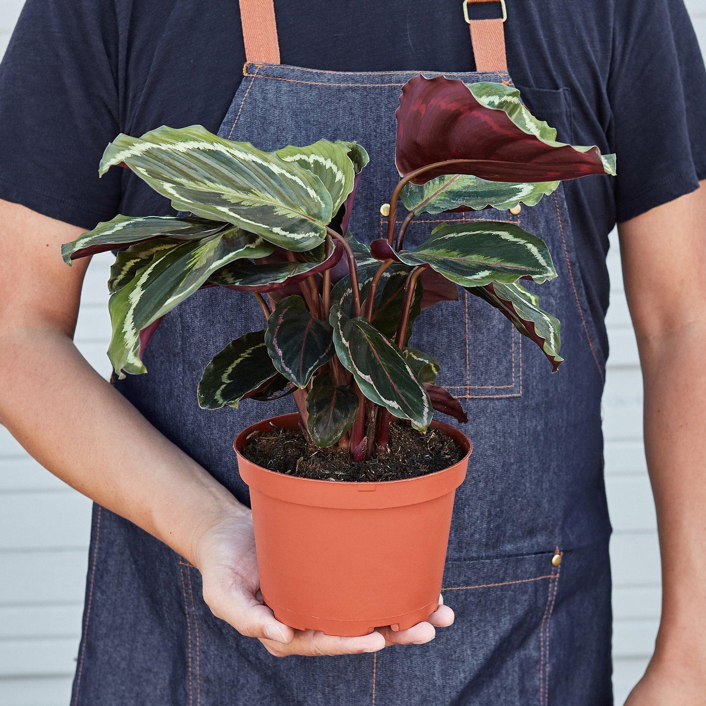 Calathea Roseopicta 'Medallion' - House Plant Shop