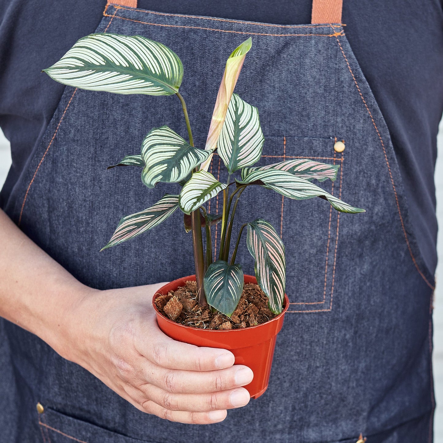 Calathea 'White Star' - 4" Pot - House Plant Shop