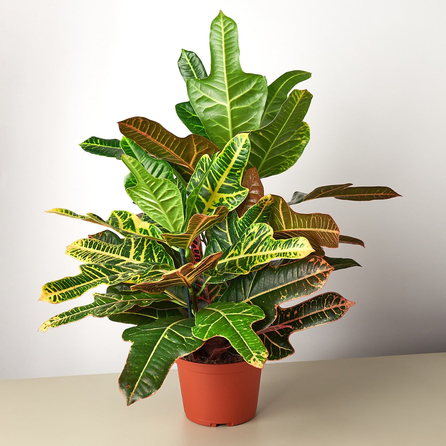 Croton 'Oakleaf' - House Plant Shop