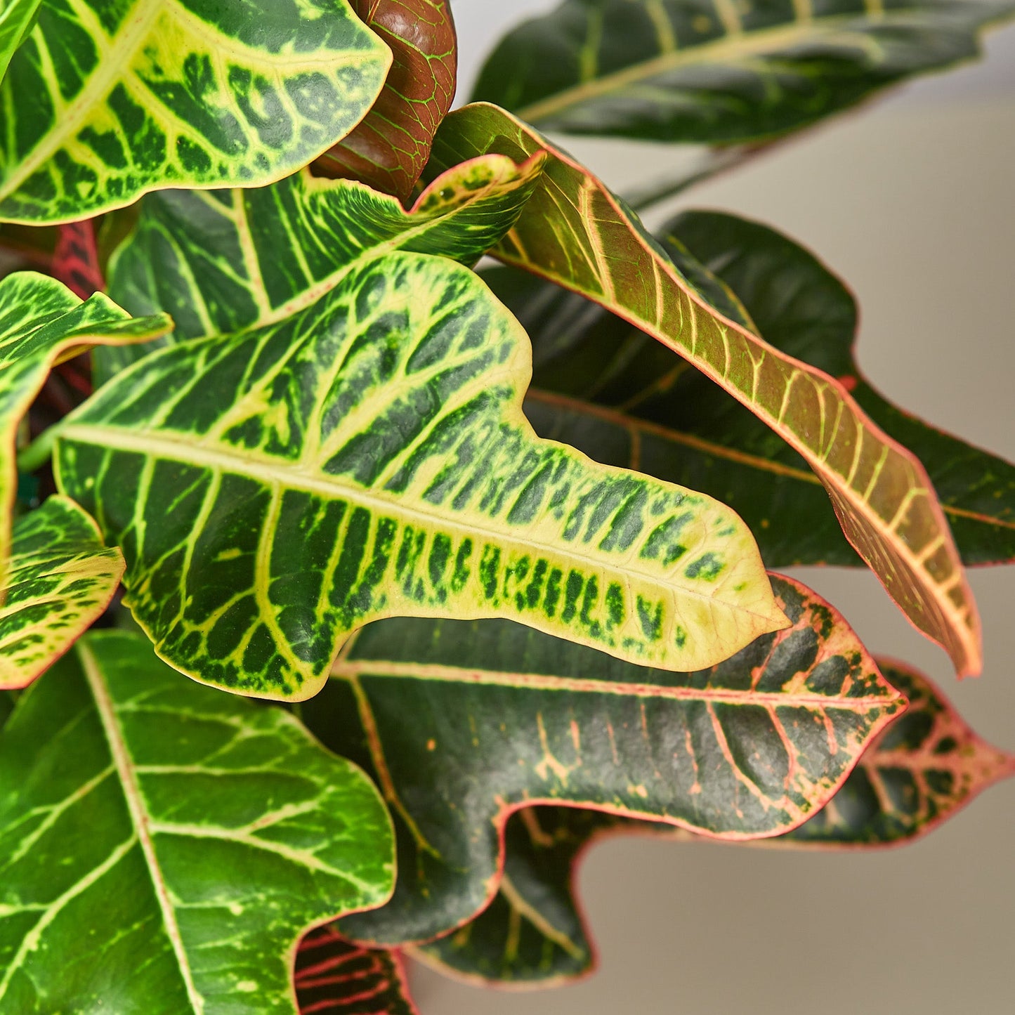 Croton 'Oakleaf' - House Plant Shop