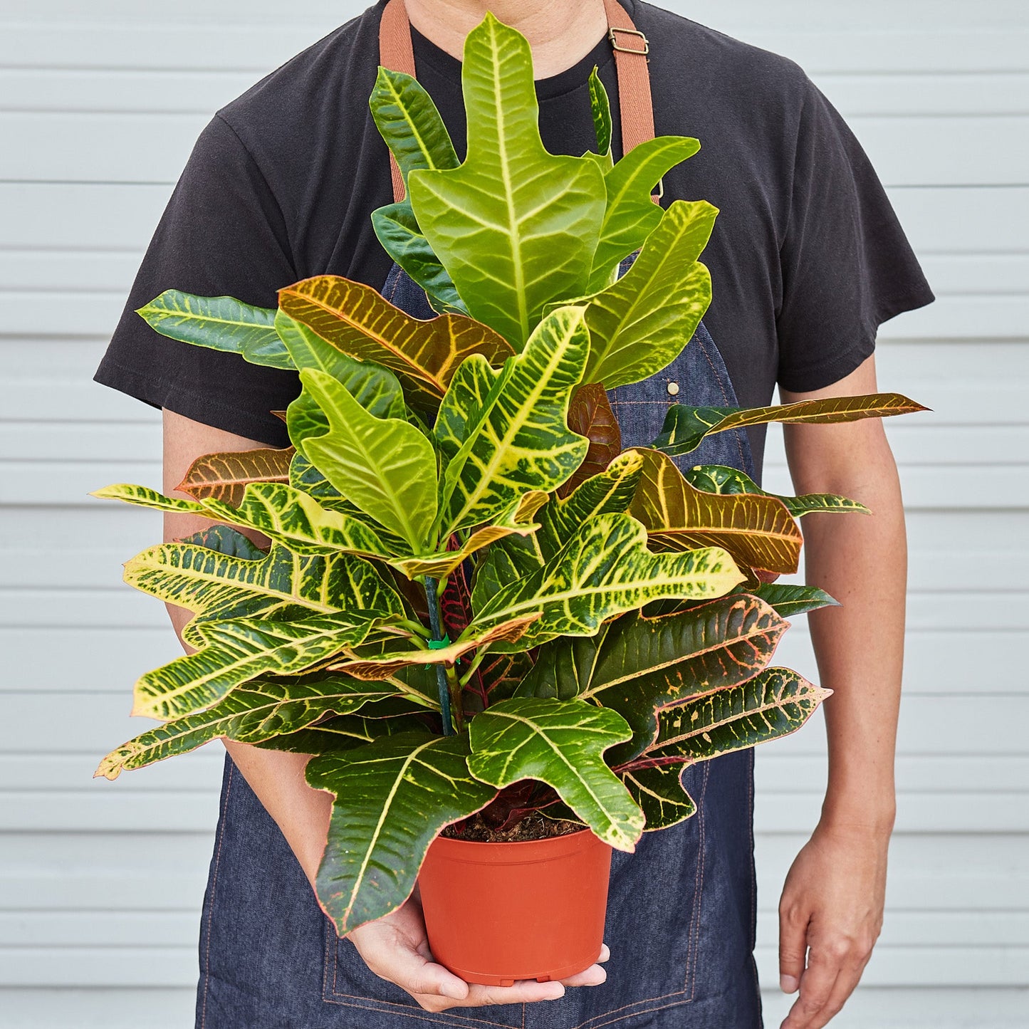 Croton 'Oakleaf' - House Plant Shop