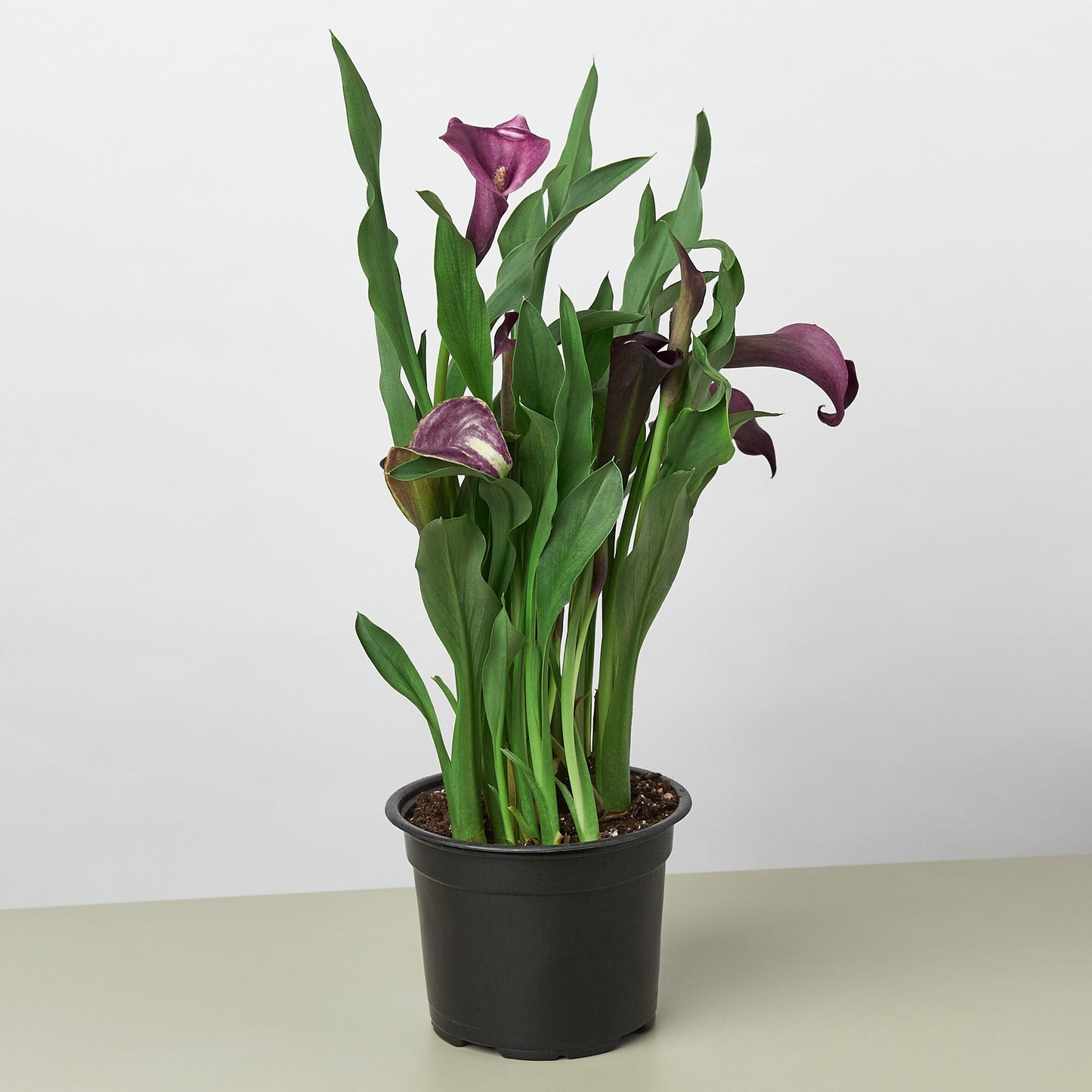 Calla Lily by House Plant Shop