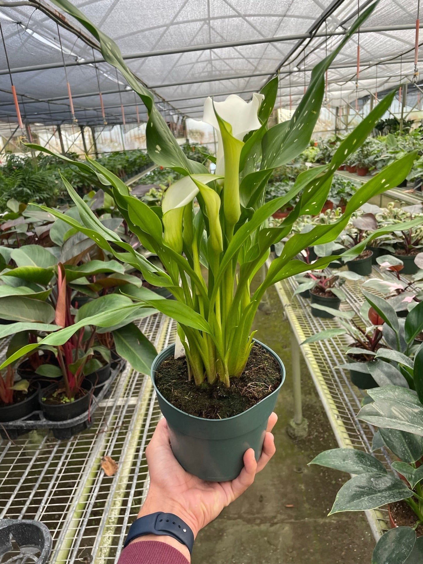 Calla Lily by House Plant Shop