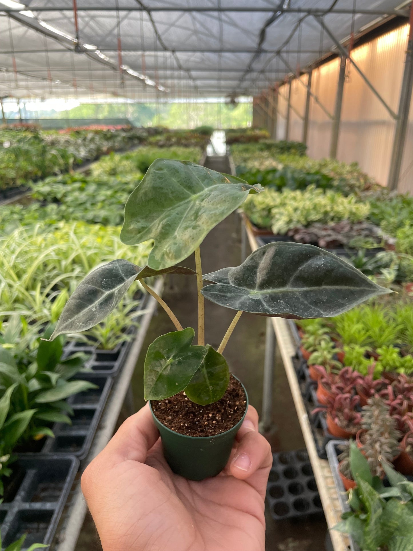 Alocasia Polly 'African Mask' by House Plant Shop