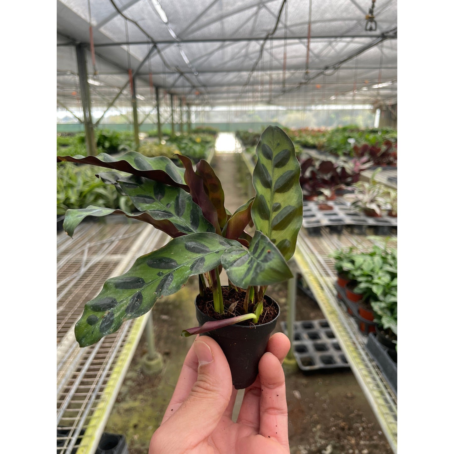 Calathea Lancifolia 'Rattlesnake' by House Plant Shop