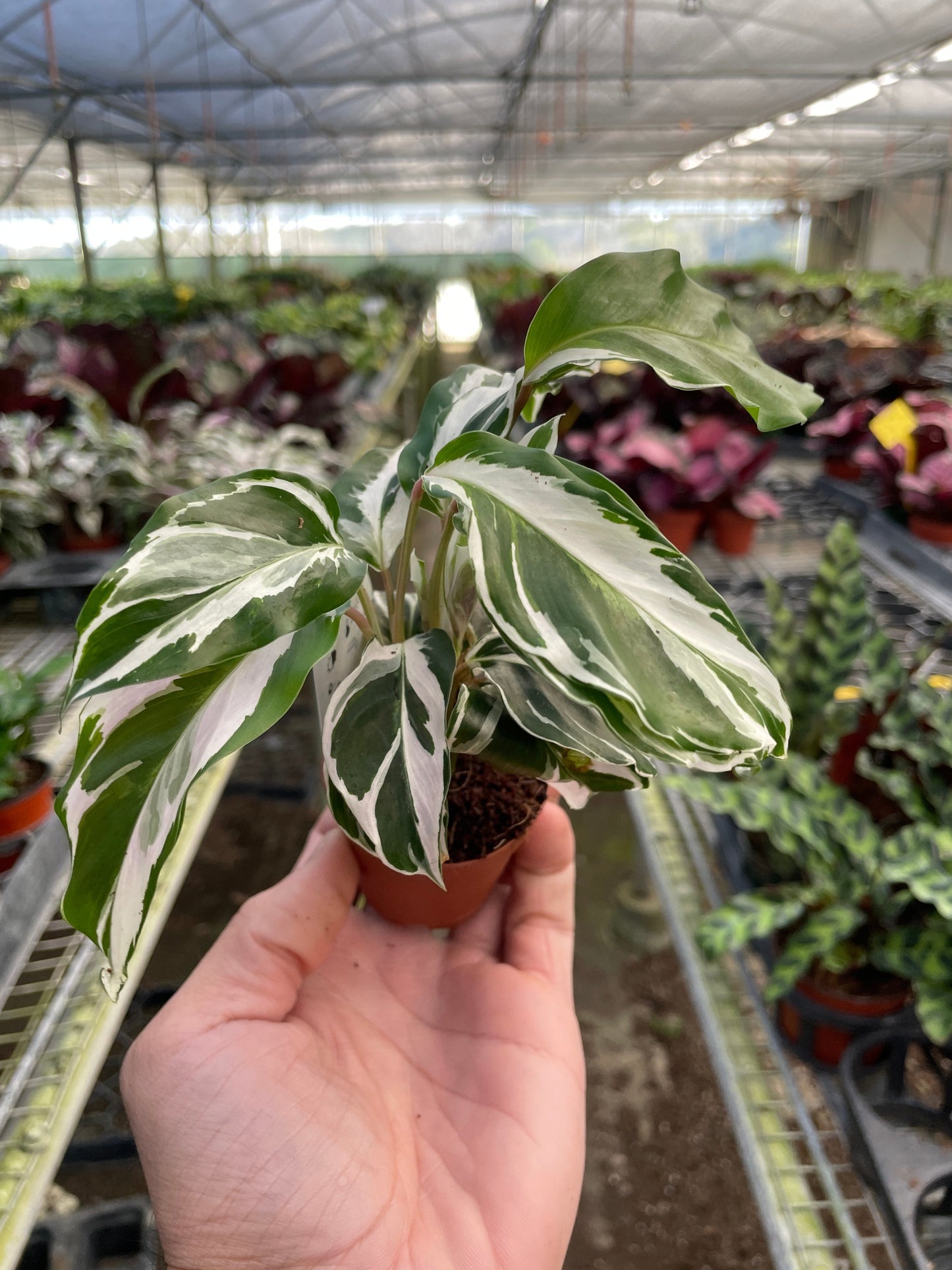 Calathea 'White Fusion' by House Plant Shop