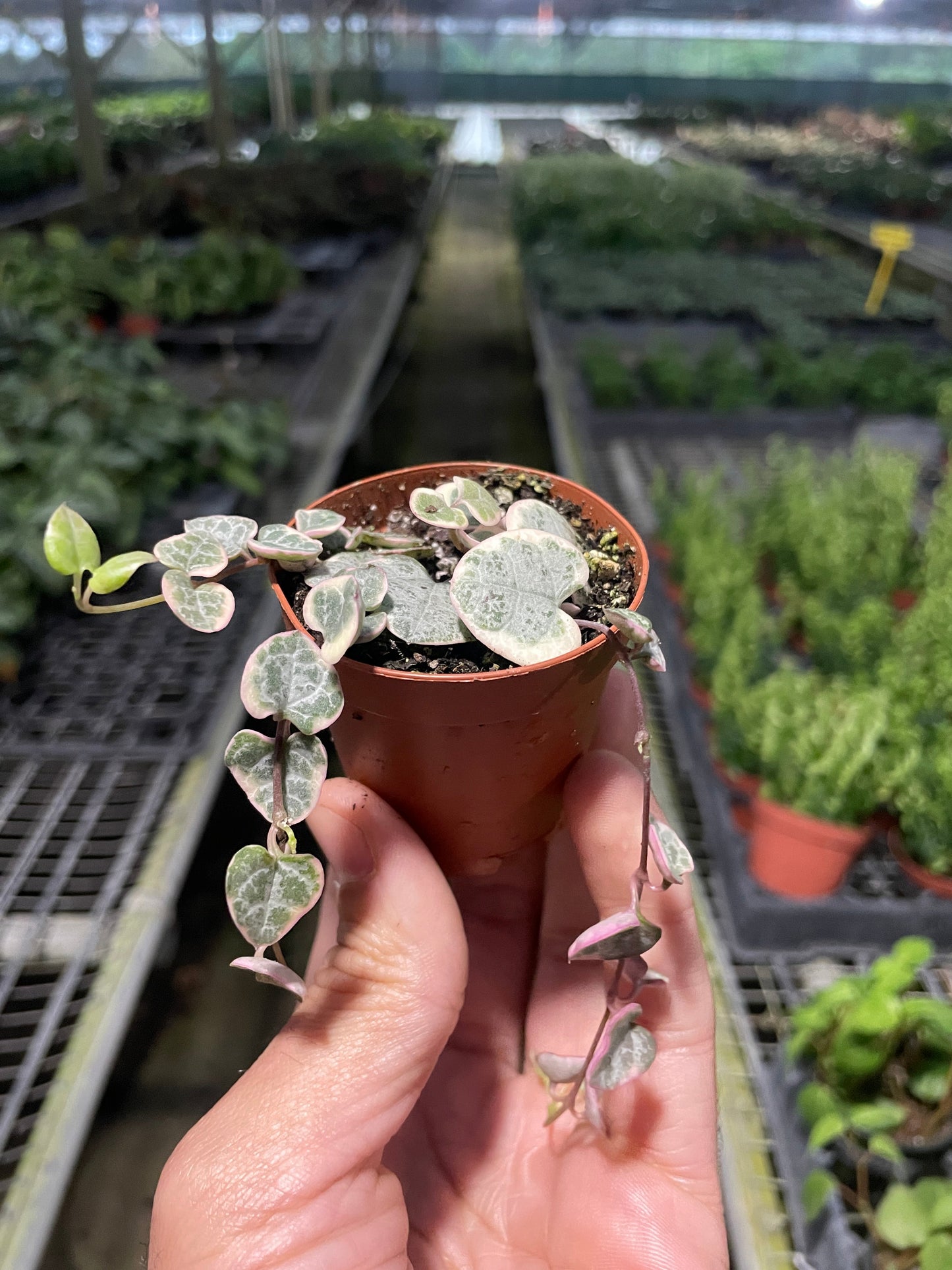 String of Hearts Variegated by House Plant Shop