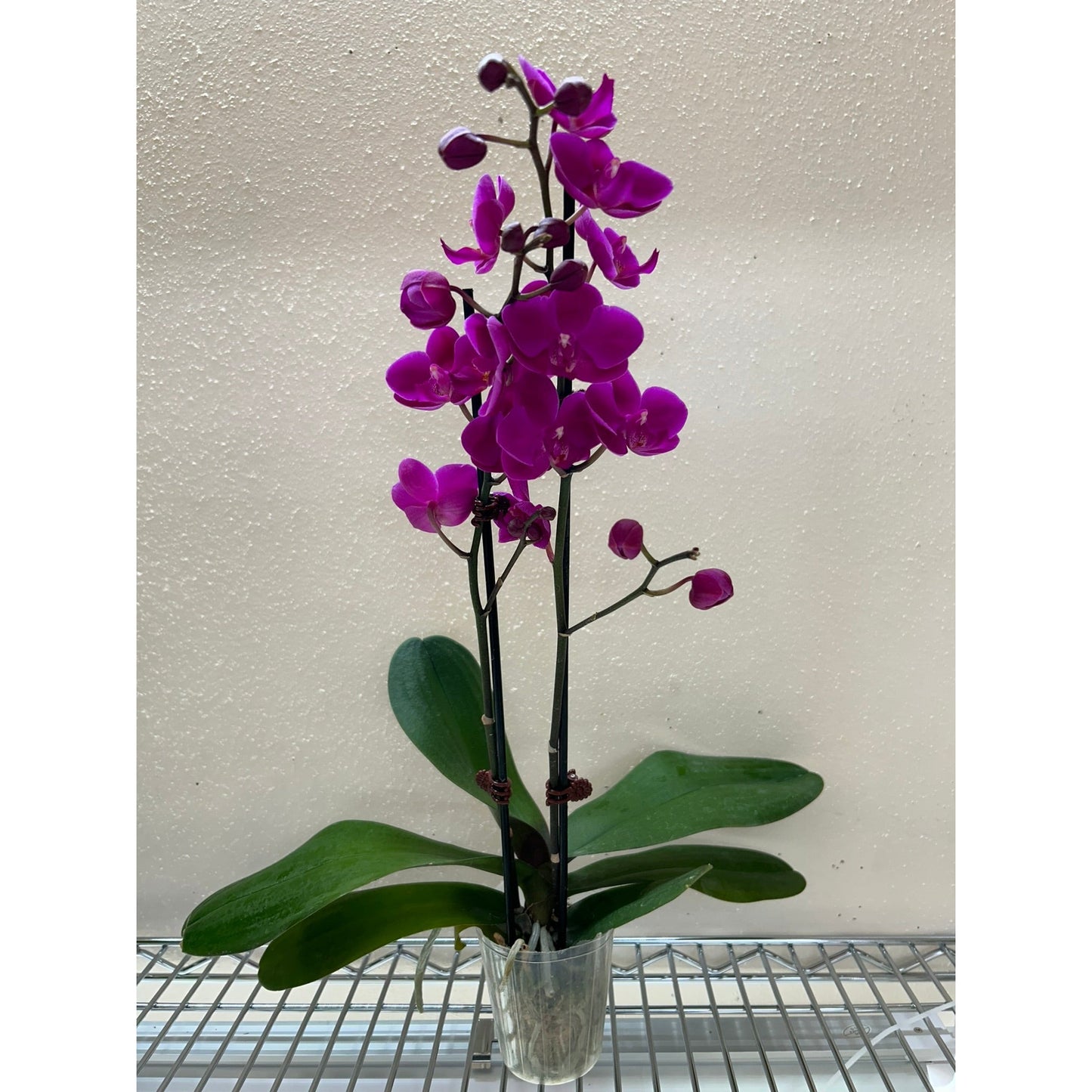 Orchid 'Purple'' by House Plant Shop