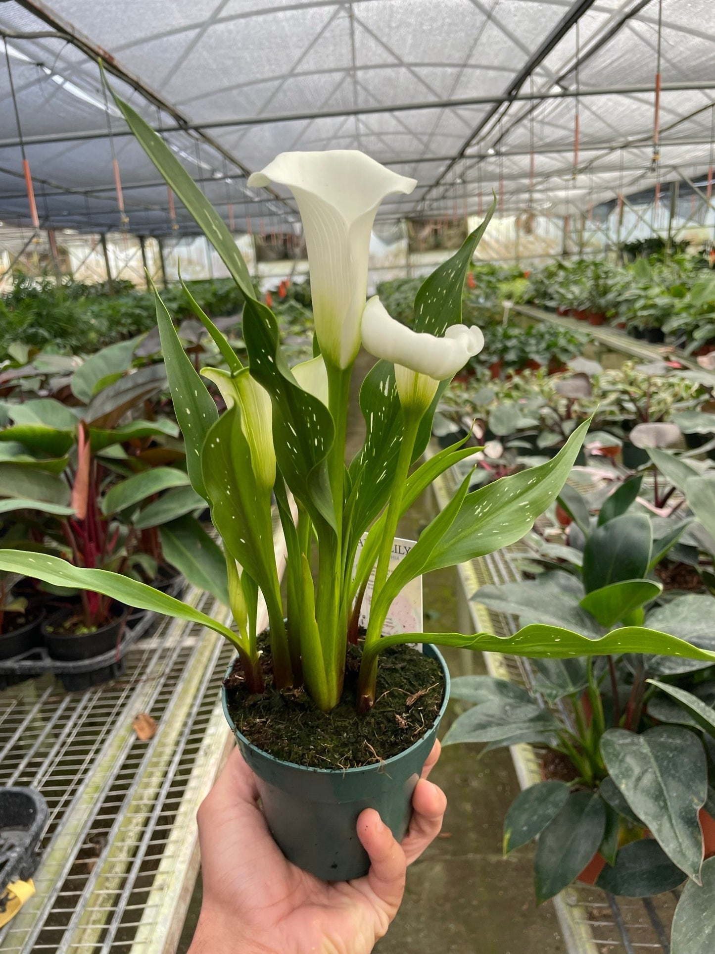 Calla Lily by House Plant Shop