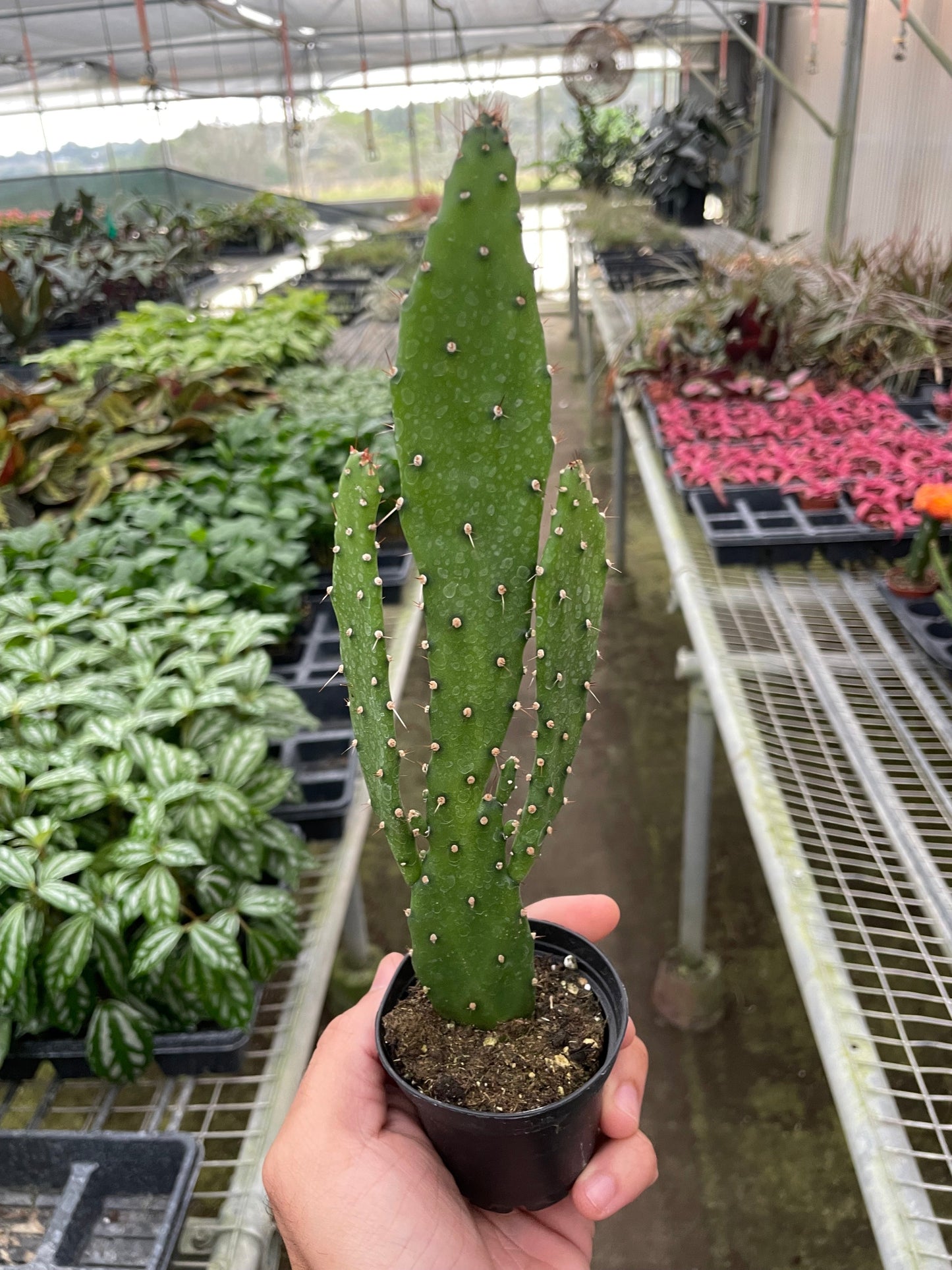 Drooping Prickly Pear Cactus by House Plant Shop
