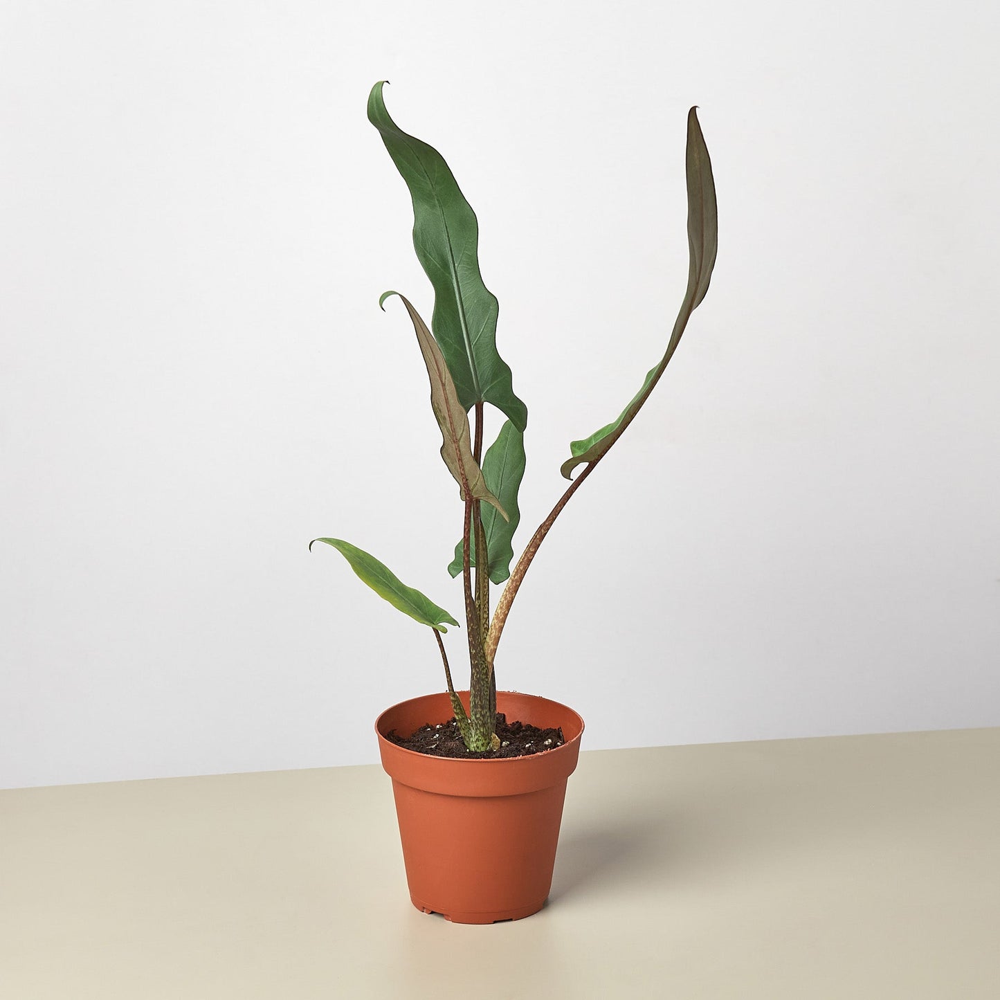 Alocasia 'Purple Sword' by House Plant Shop