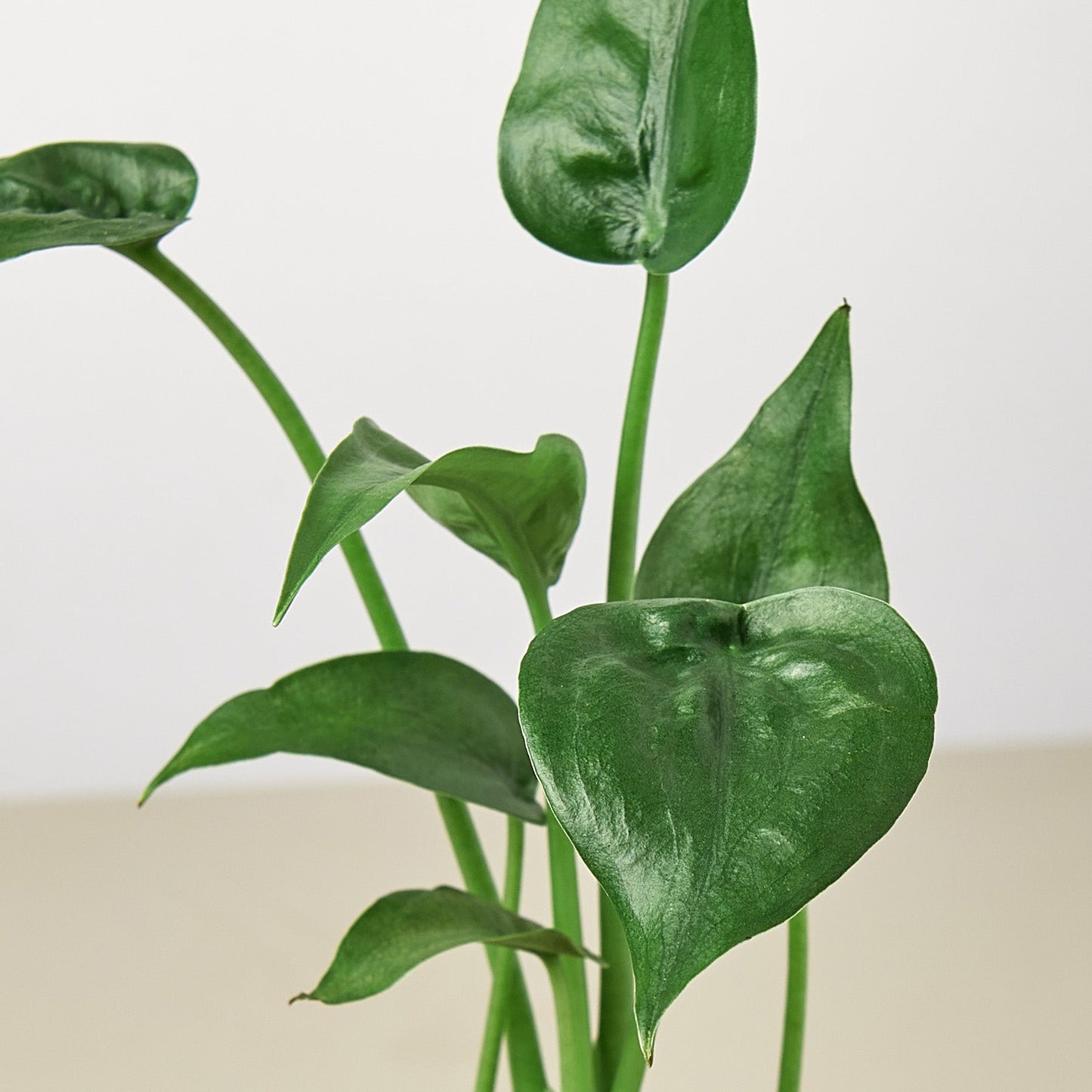 Alocasia 'Tiny Dancer' - 4" Pot by House Plant Shop