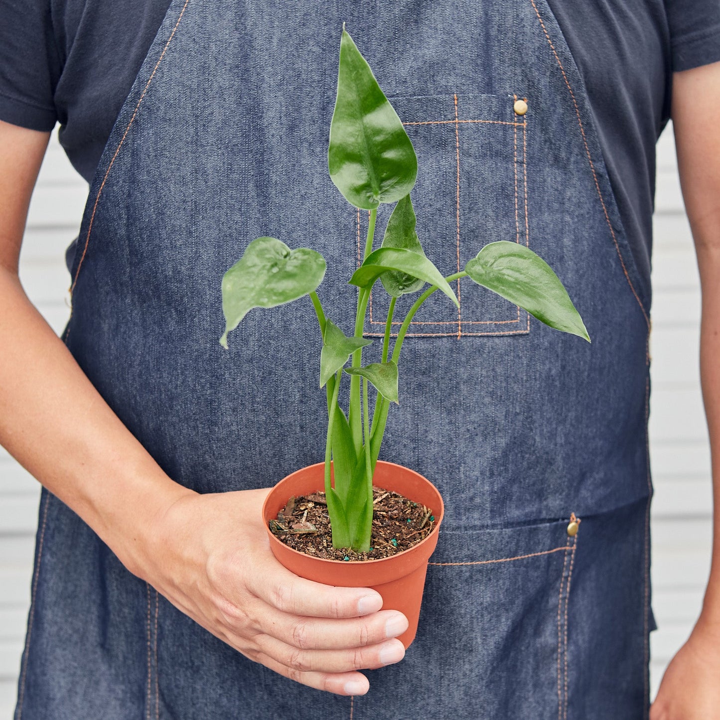 Alocasia 'Tiny Dancer' - 4" Pot by House Plant Shop