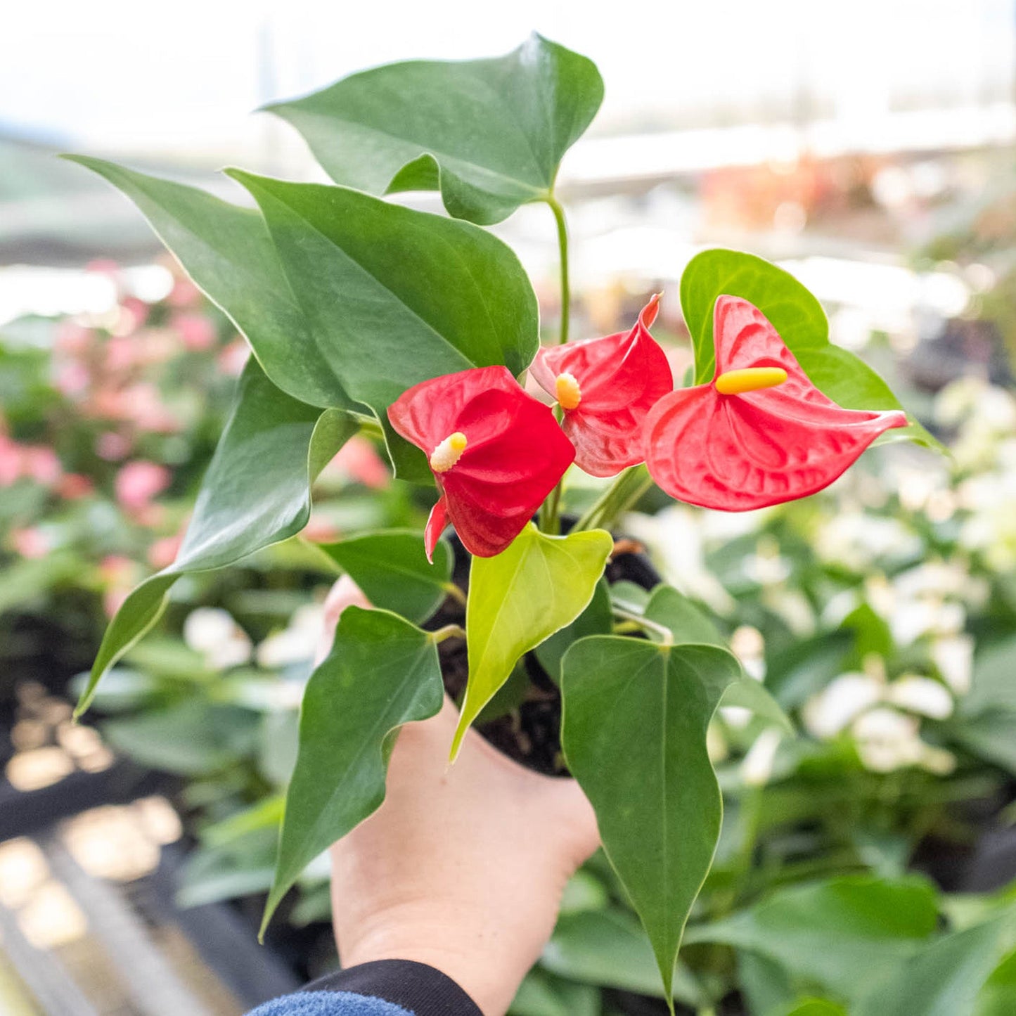 Anthurium 'Red' by House Plant Shop