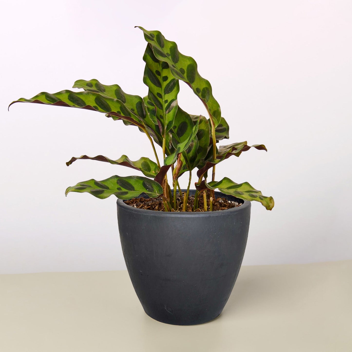 Calathea Lancifolia 'Rattlesnake' by House Plant Shop