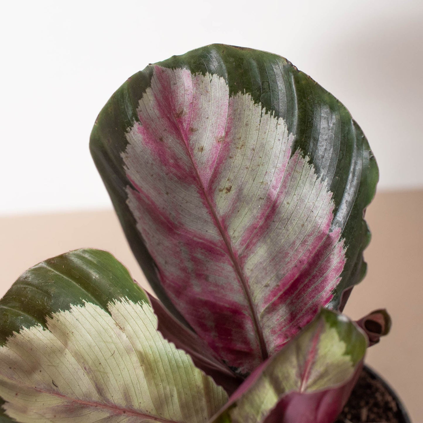 Calathea roseopicta 'Silvia' by House Plant Shop