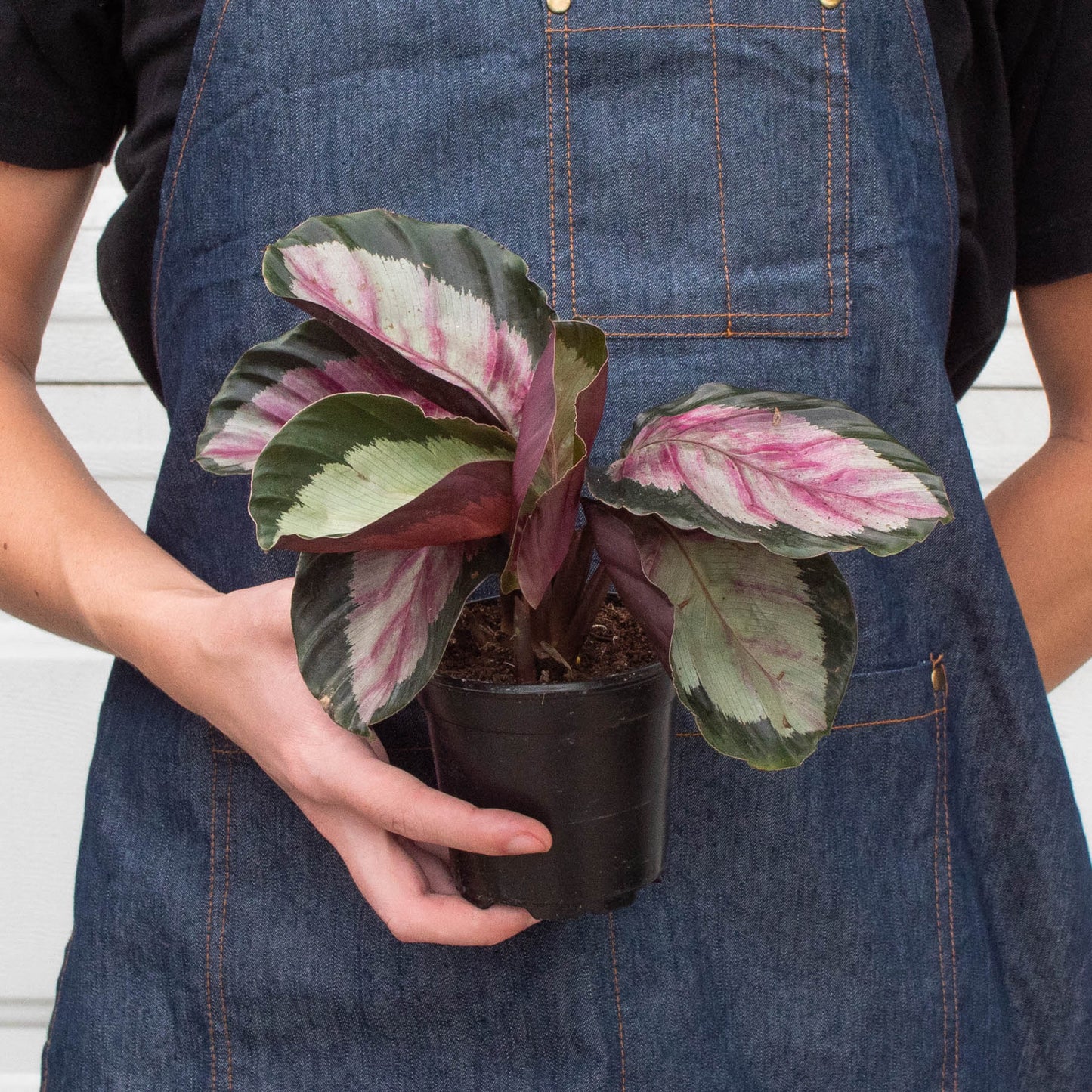 Calathea roseopicta 'Silvia' by House Plant Shop