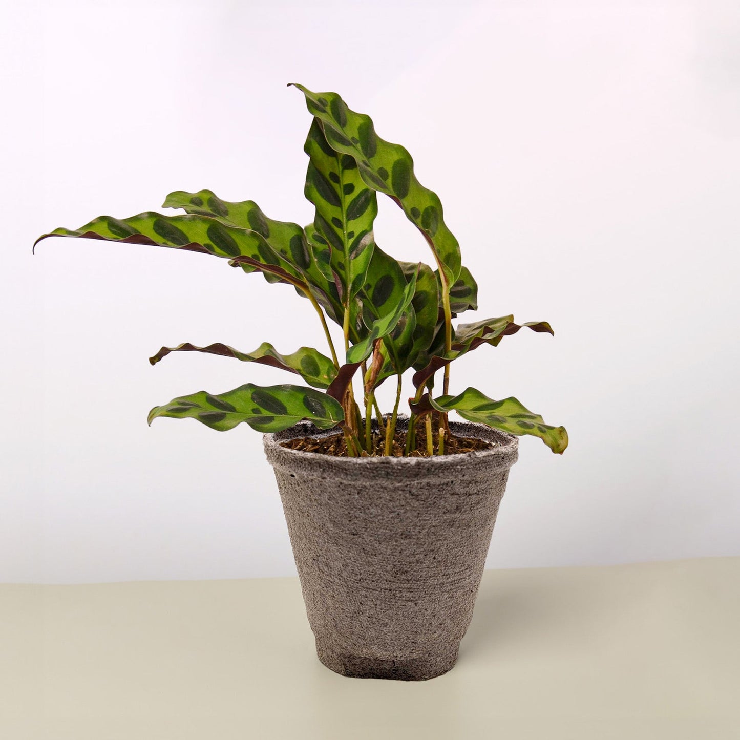 Calathea Lancifolia 'Rattlesnake' by House Plant Shop