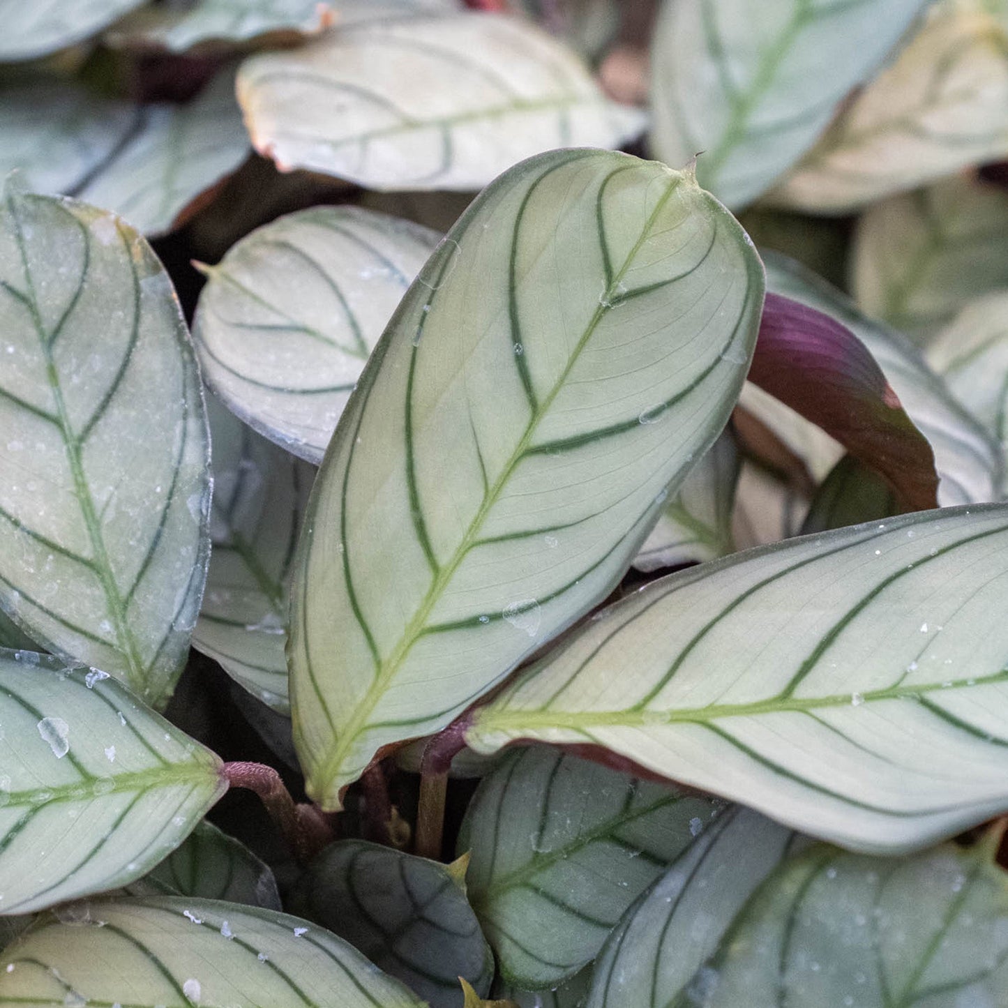 Ctenanthe burle-marxii 'Amagris' by House Plant Shop