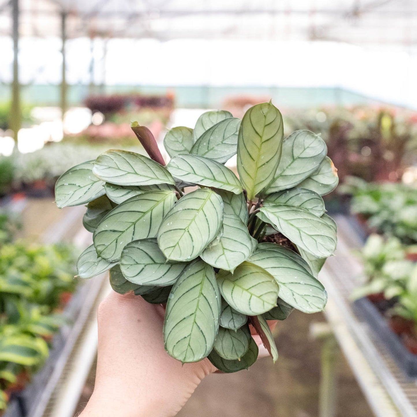 Ctenanthe burle-marxii 'Amagris' by House Plant Shop