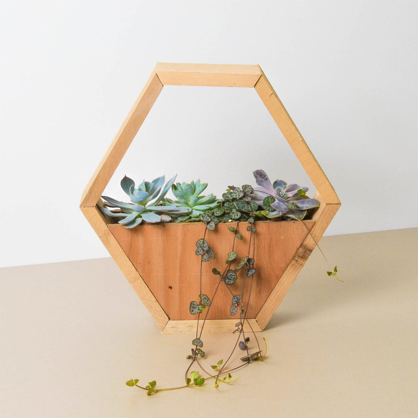 4" Succulent Variety - Hexagarden Pot by House Plant Shop