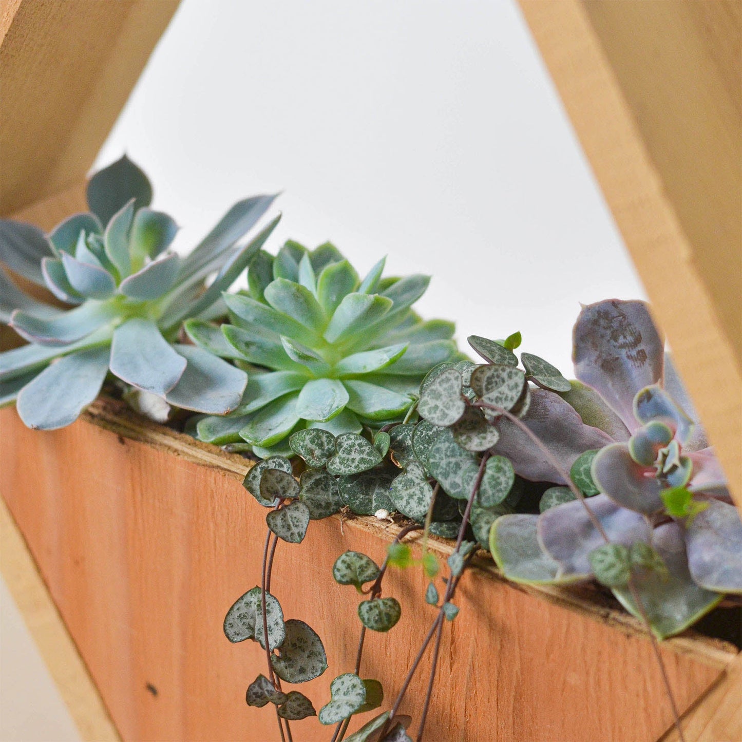 4" Succulent Variety - Hexagarden Pot by House Plant Shop