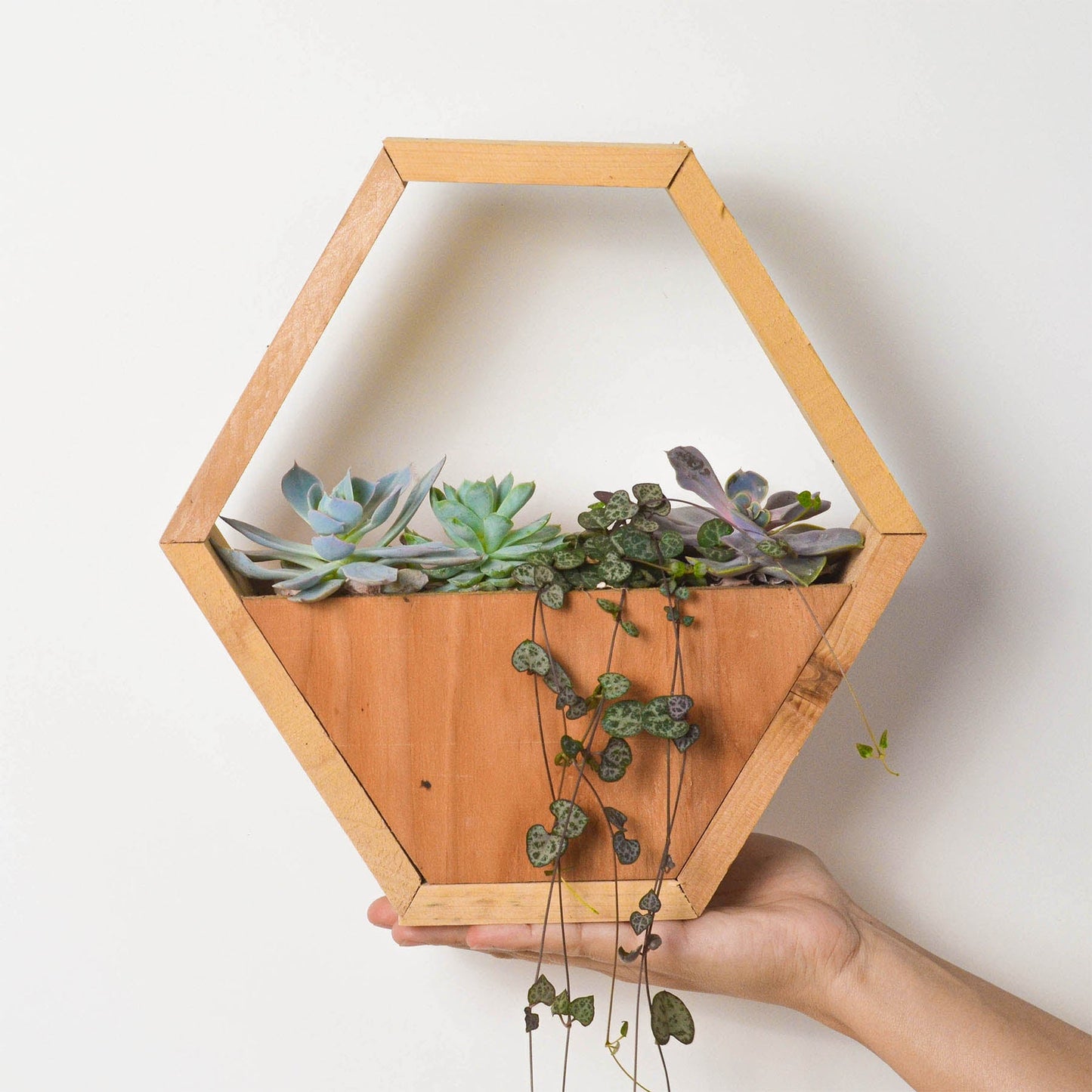4" Succulent Variety - Hexagarden Pot by House Plant Shop