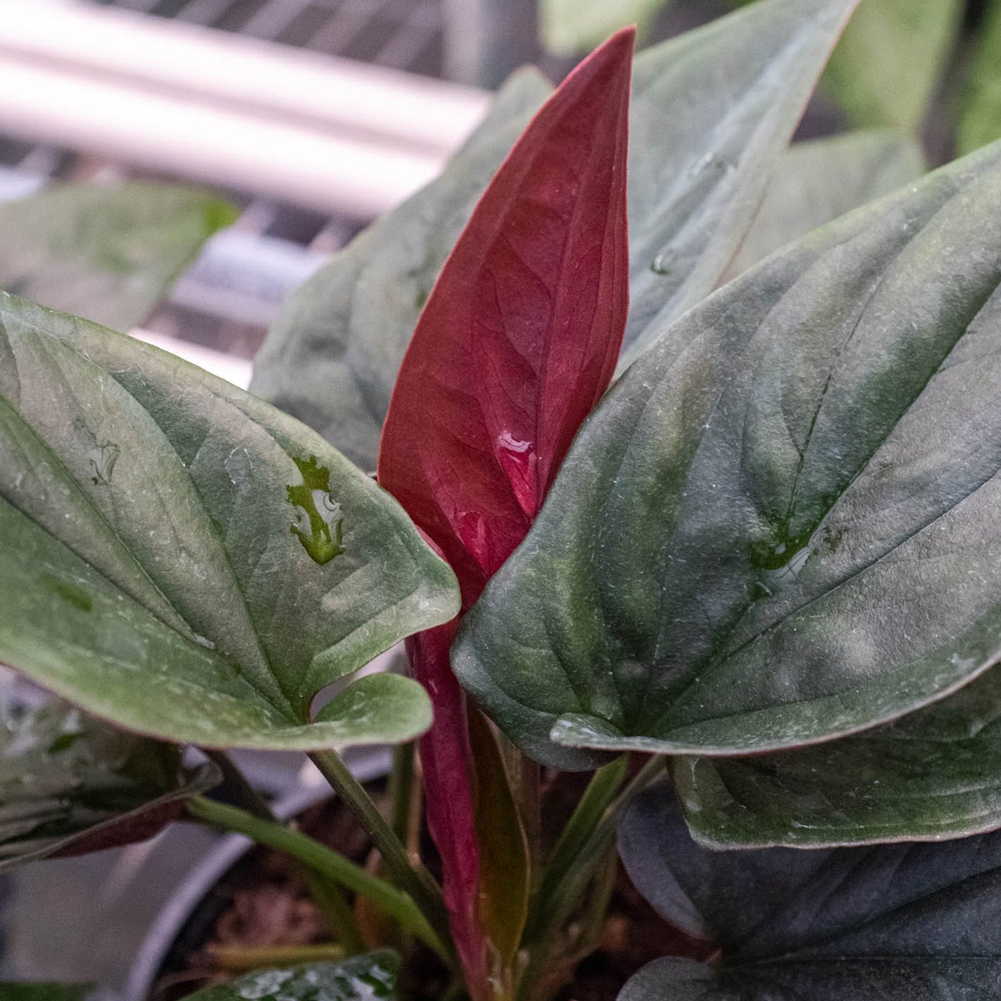 Syngonium 'Red Arrow' by House Plant Shop