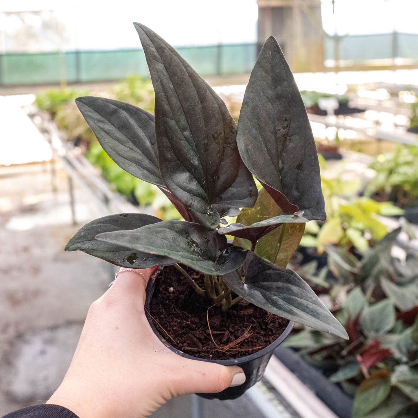 Syngonium 'Red Arrow' by House Plant Shop