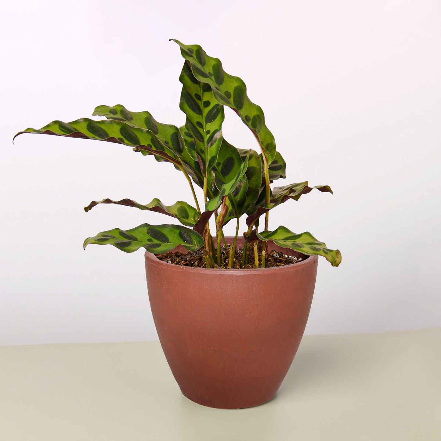 Calathea Lancifolia 'Rattlesnake' by House Plant Shop