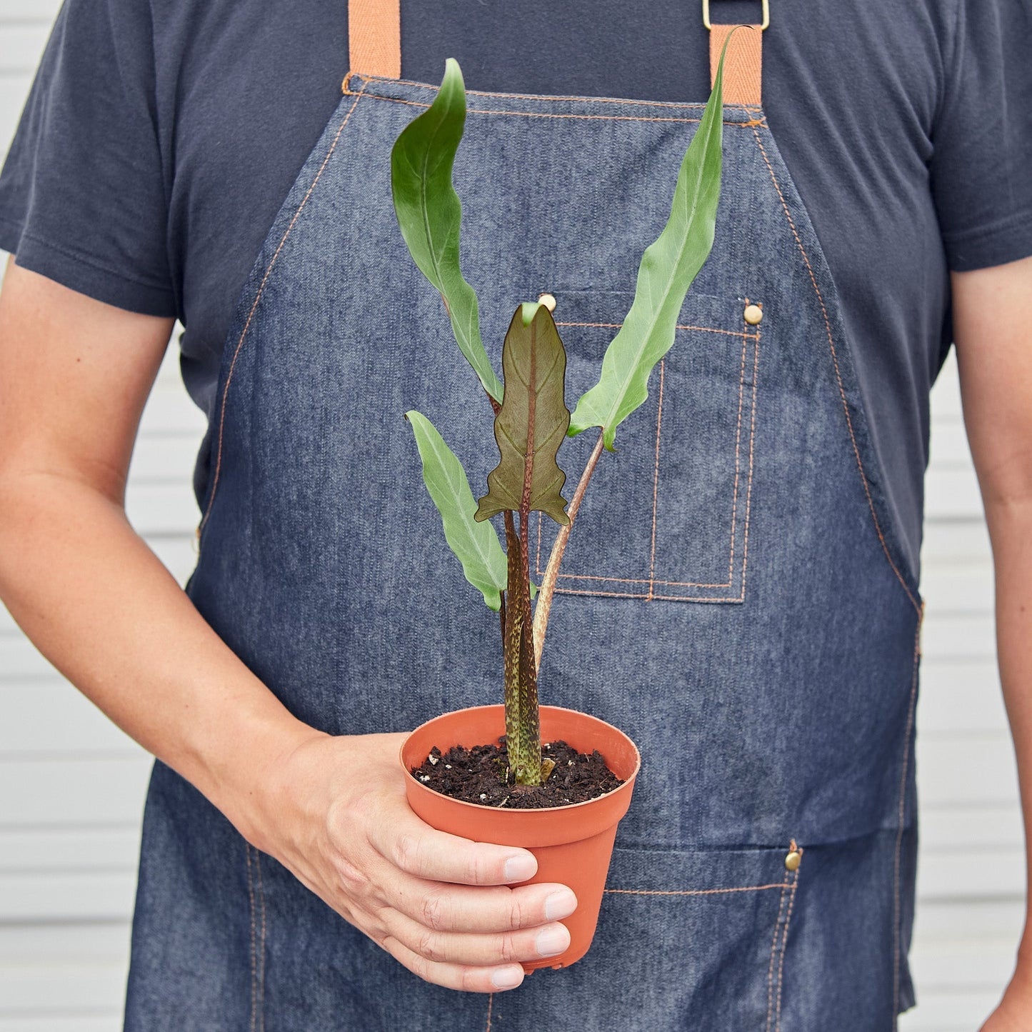 Alocasia 'Purple Sword' by House Plant Shop
