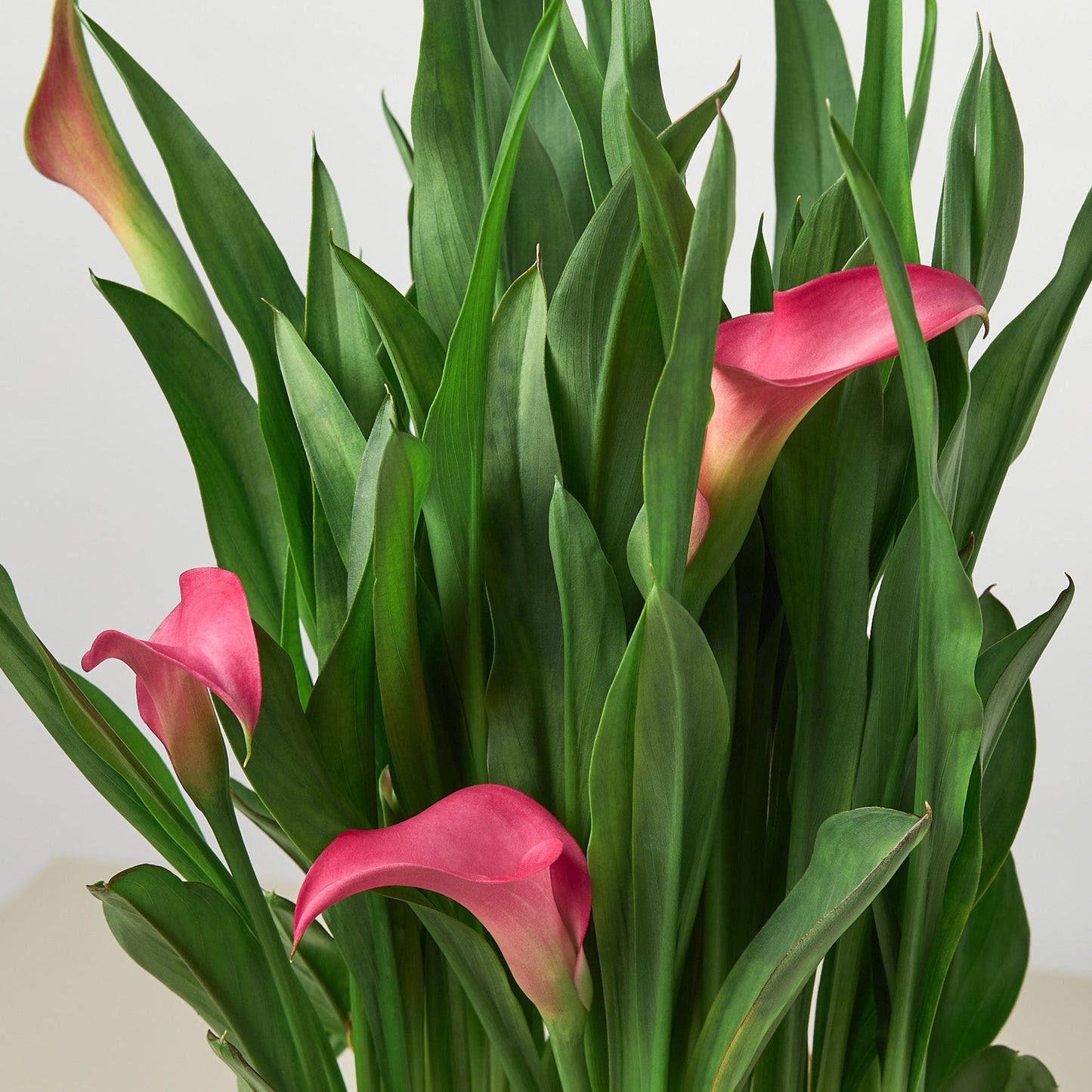 Calla Lily by House Plant Shop