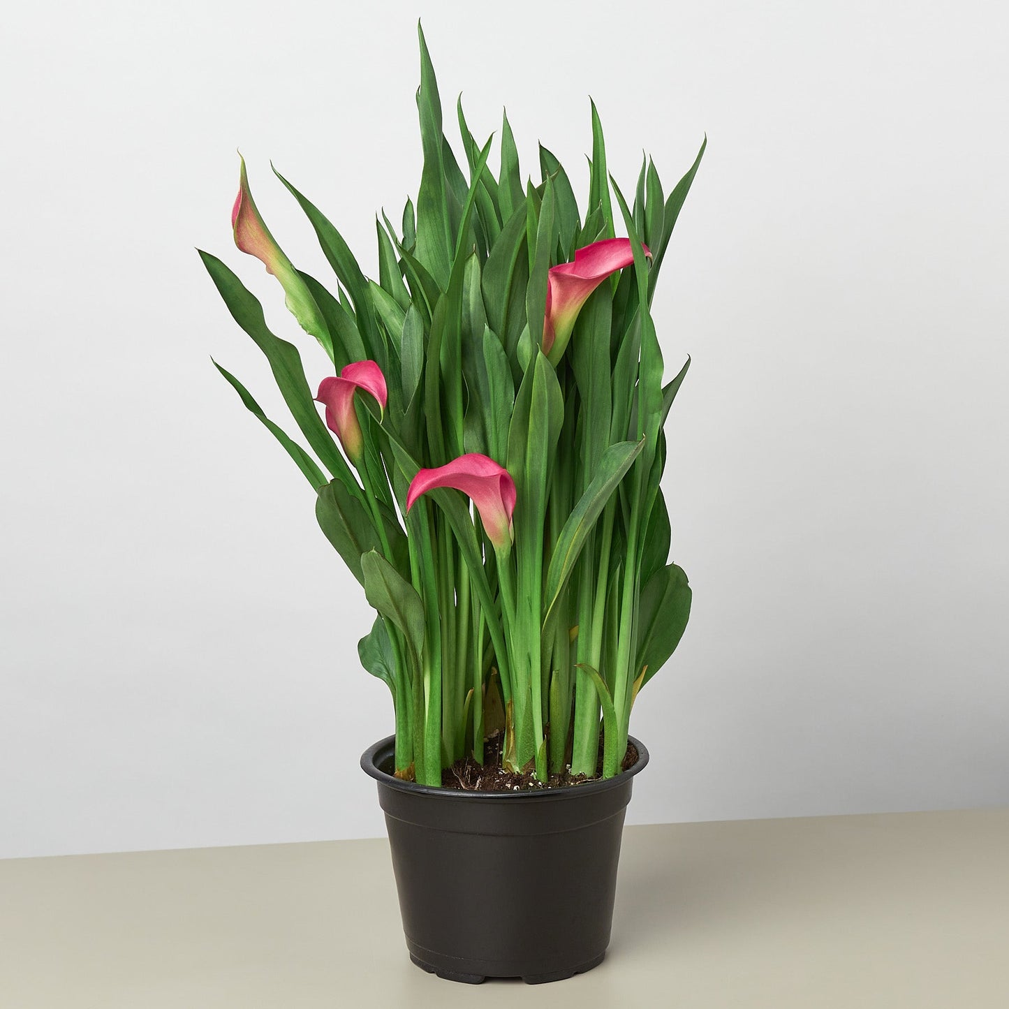 Calla Lily by House Plant Shop