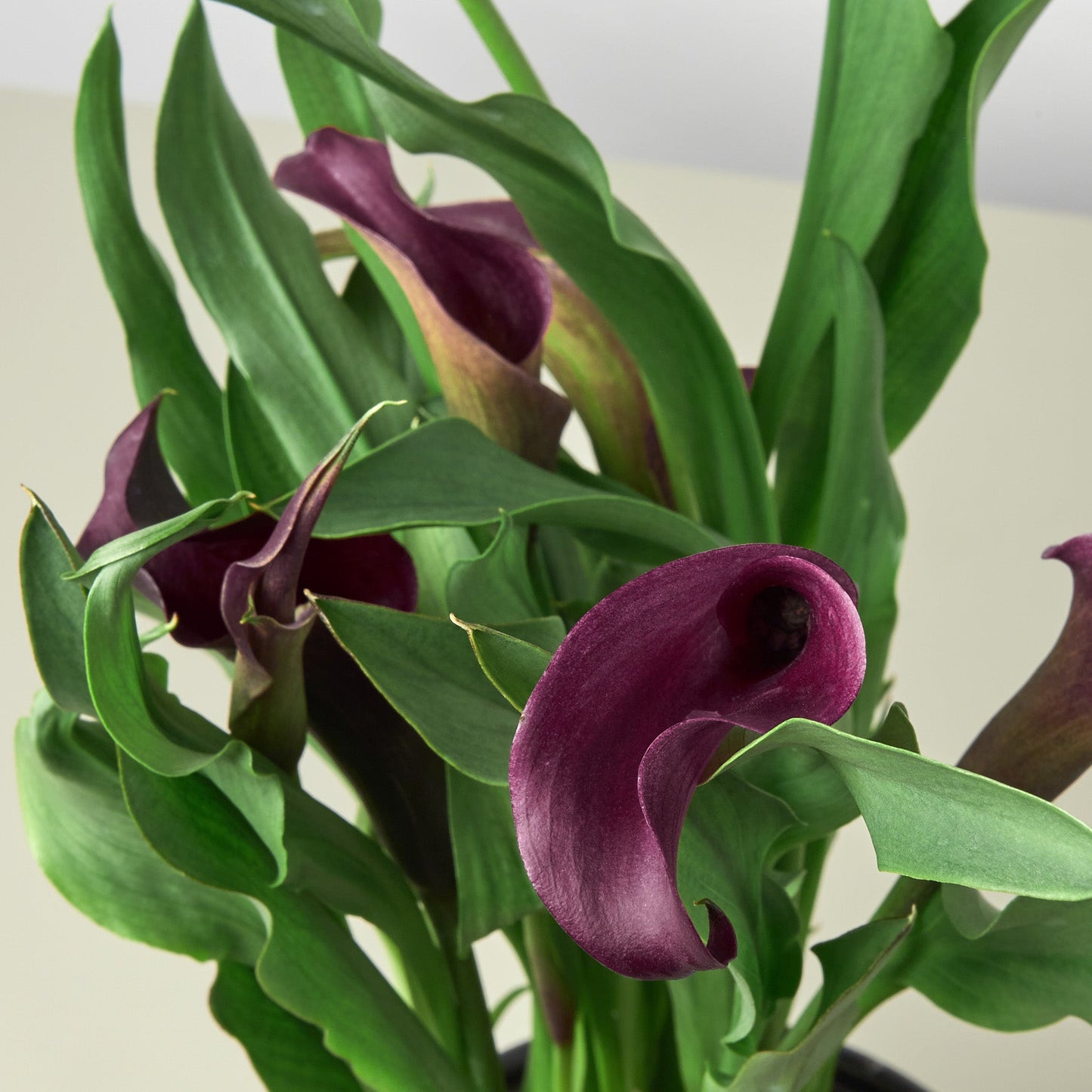 Calla Lily by House Plant Shop