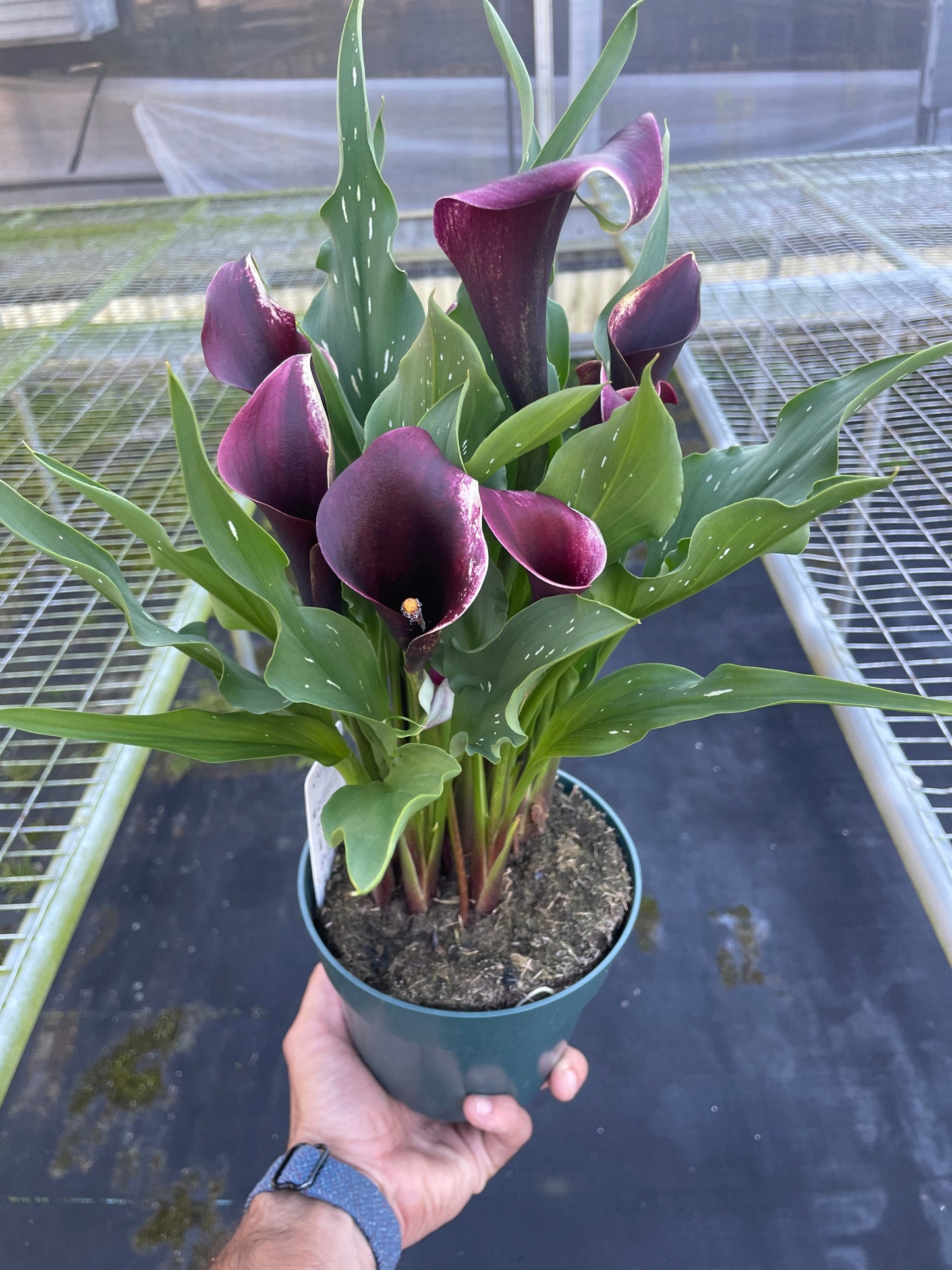Calla Lily by House Plant Shop