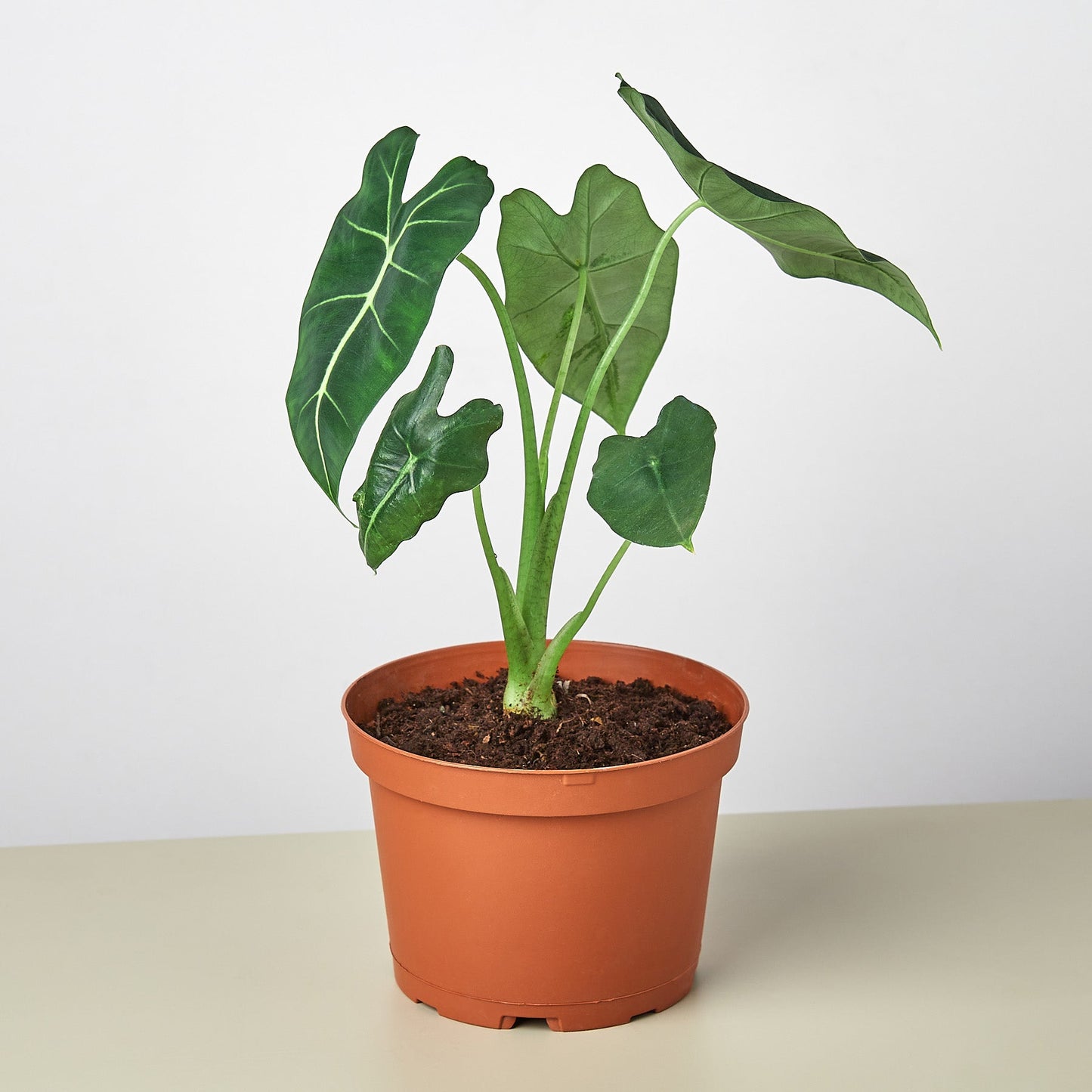 Alocasia Micholitziana 'Frydek' by House Plant Shop