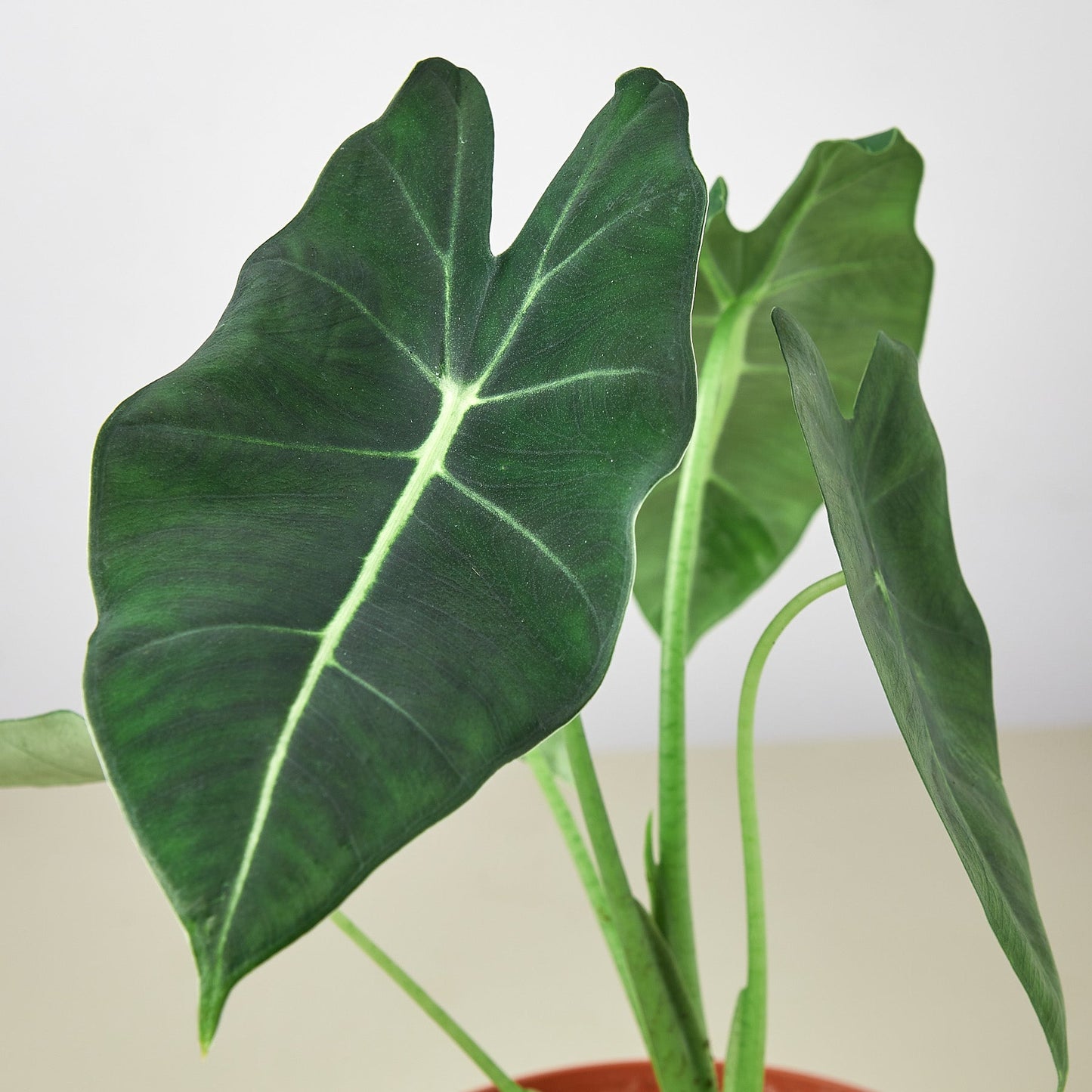 Alocasia Micholitziana 'Frydek' by House Plant Shop